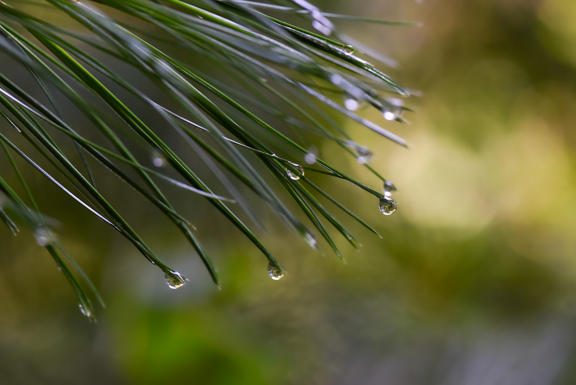 Pine leaves, Desierto de los Leones, Mexico
