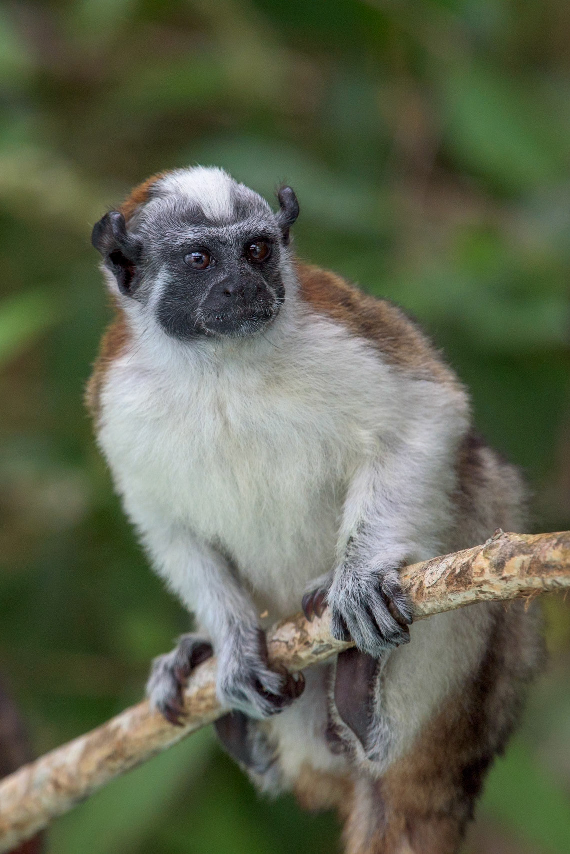Geoffroy's tamarin (Saguinus geoffroyi), Panama