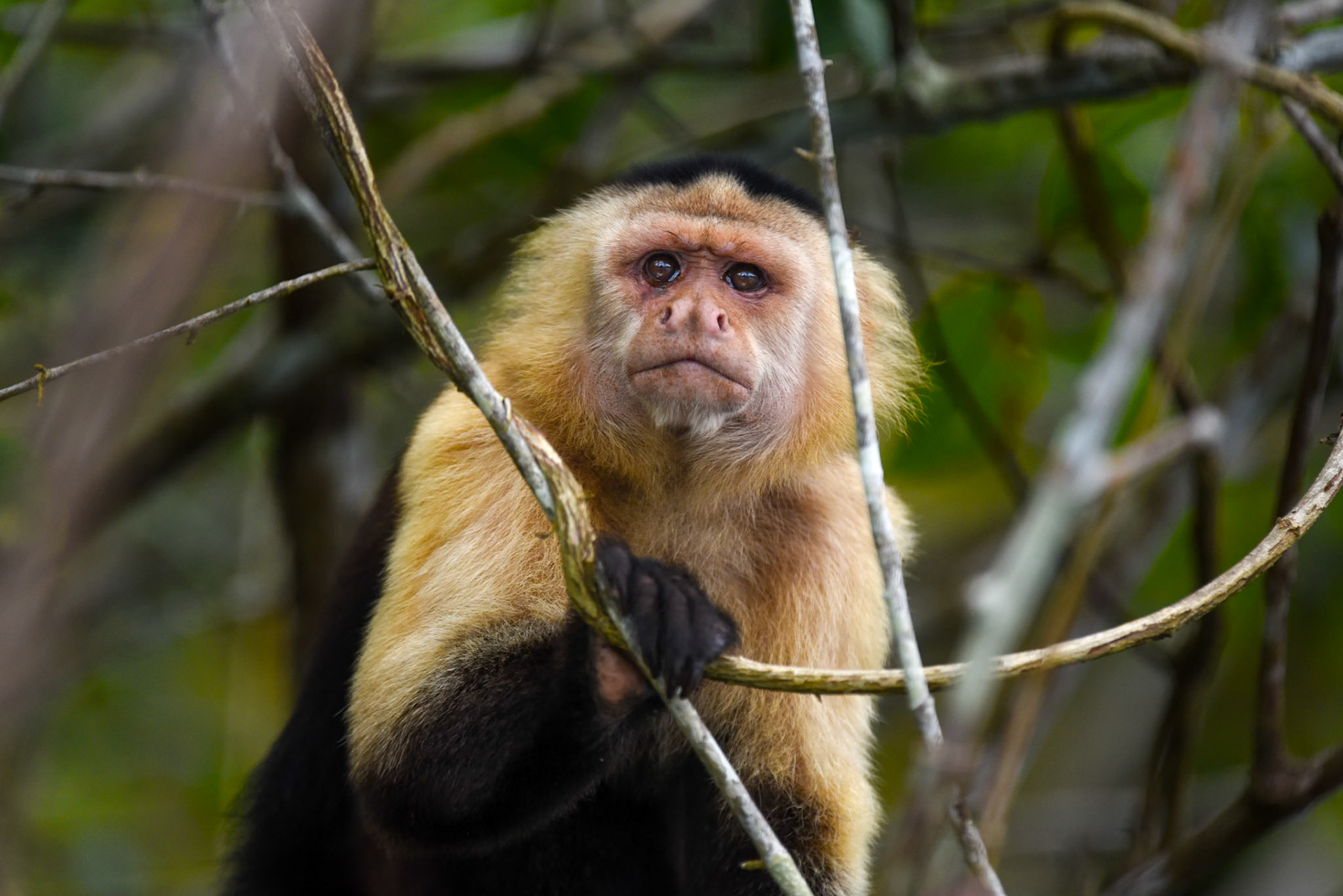 Panamanian white-faced capuchin (Cebus imitator), Panama