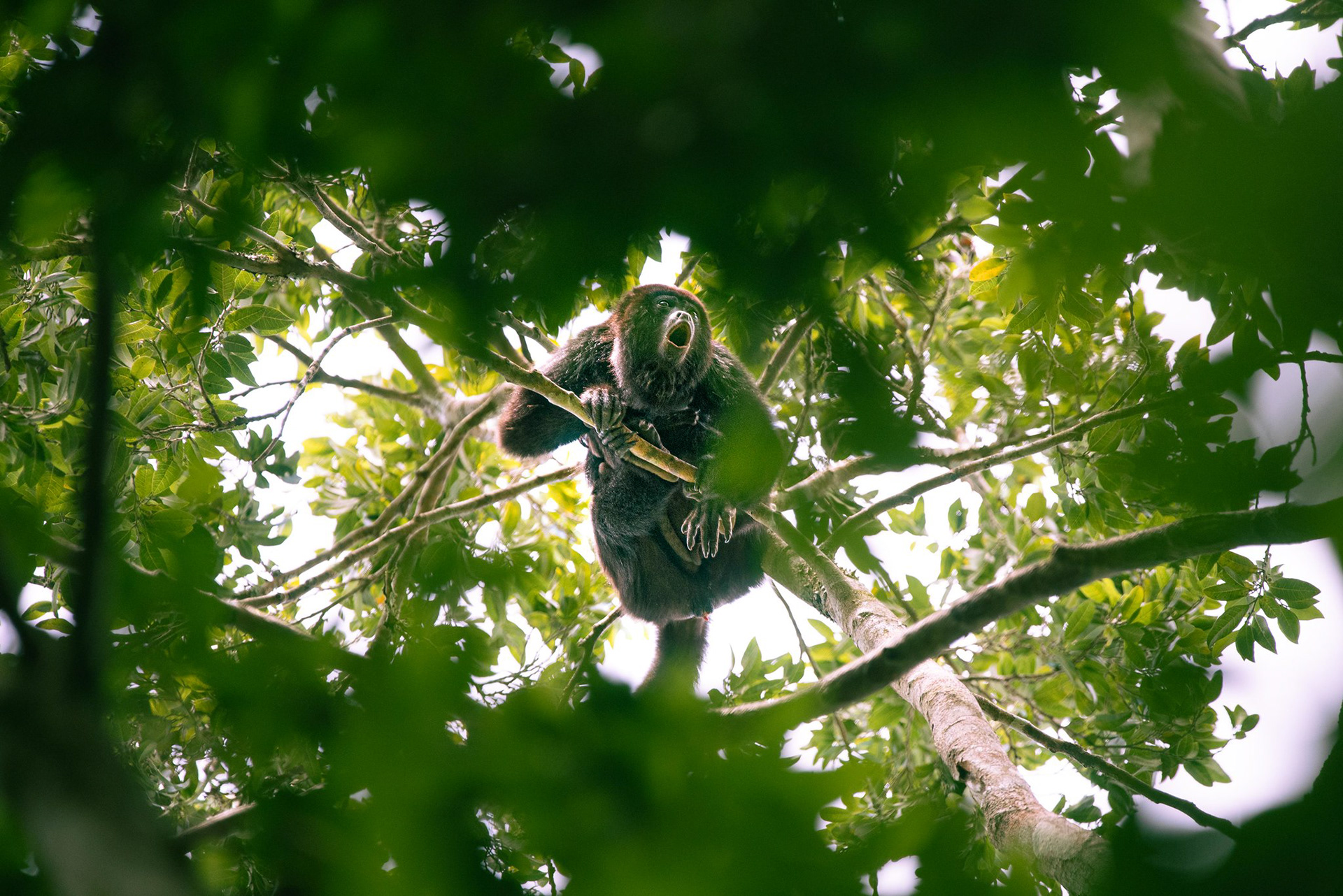  Howler monkey | © Paulina Cerna