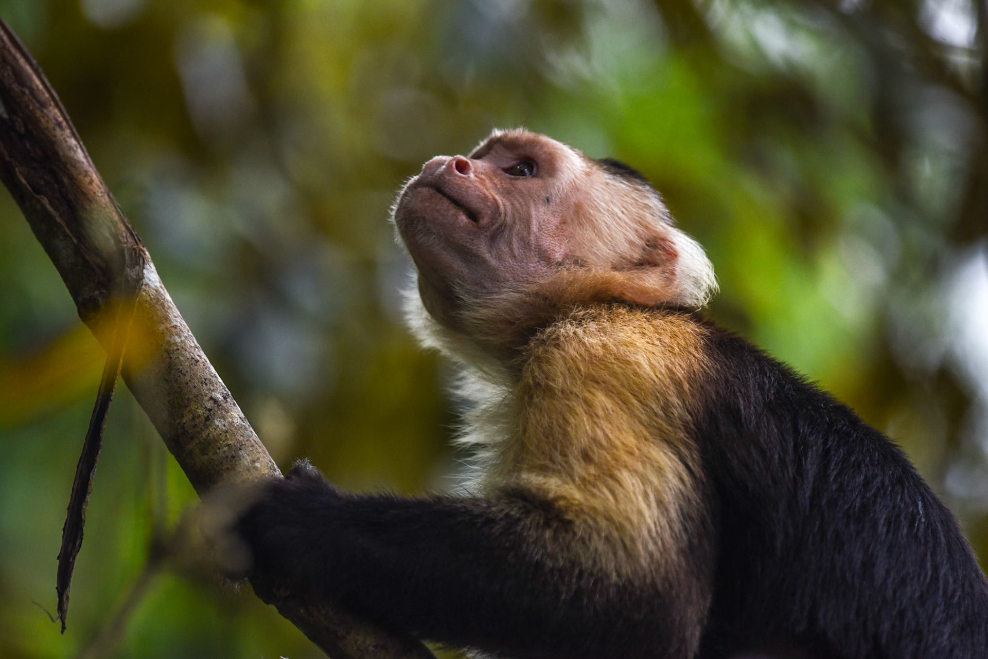 Panamanian white-faced capuchin (Cebus imitator), Panama