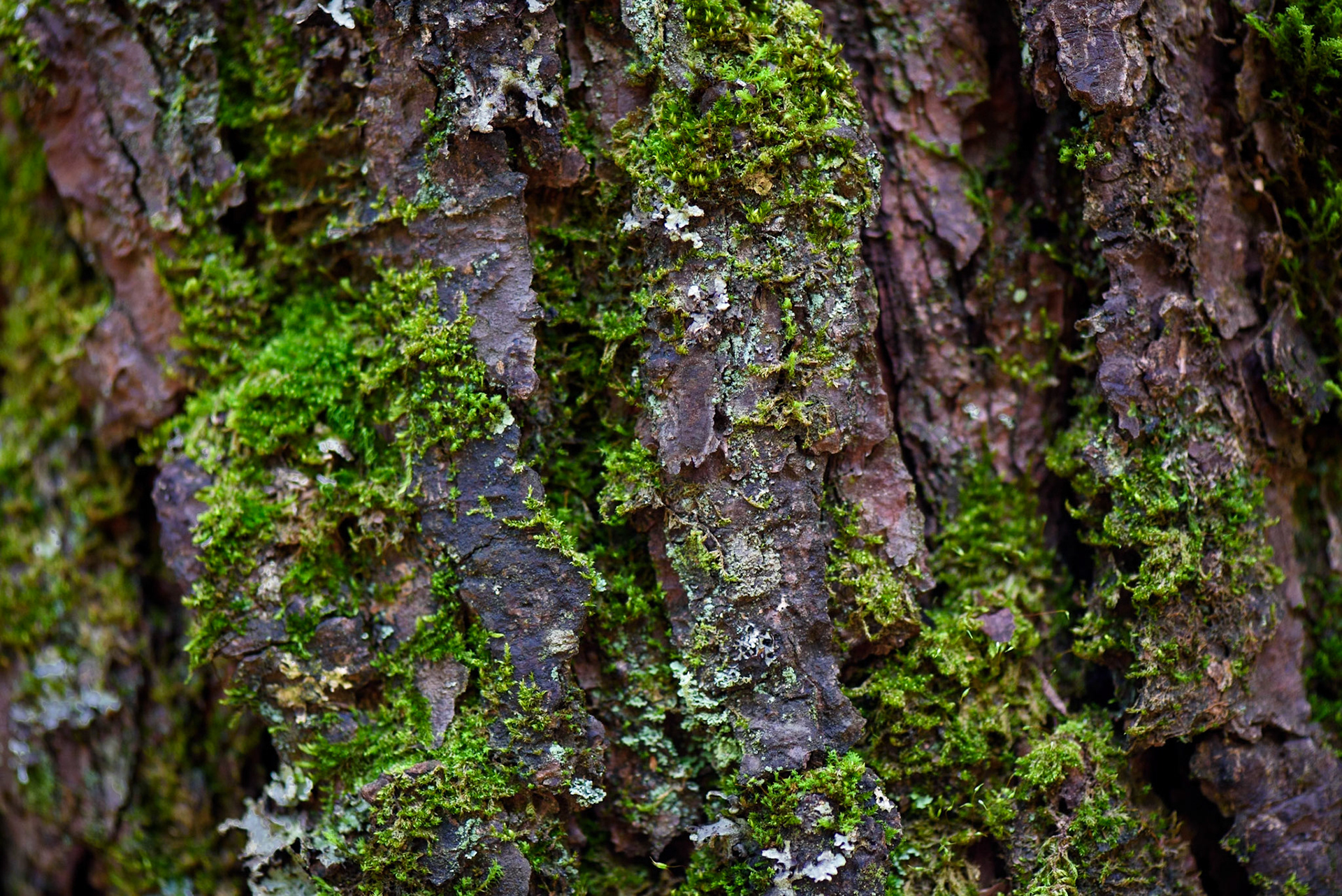 Tree, Desierto de los Leones, Mexico
