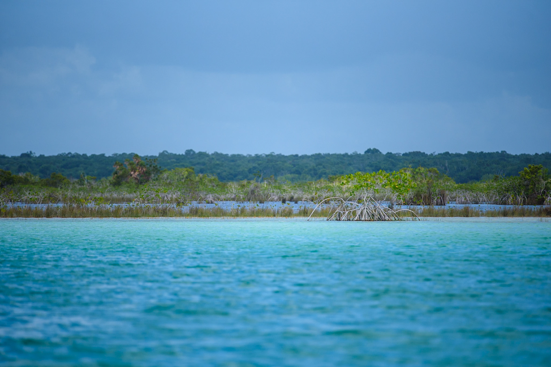 Mangrove, Bacalar, Mexico