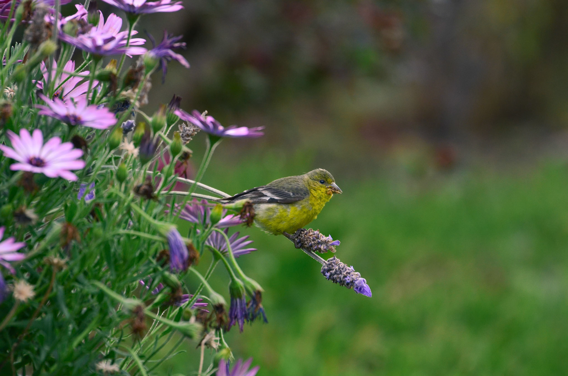 Lesser Goldfinch (Spinus psaltria)