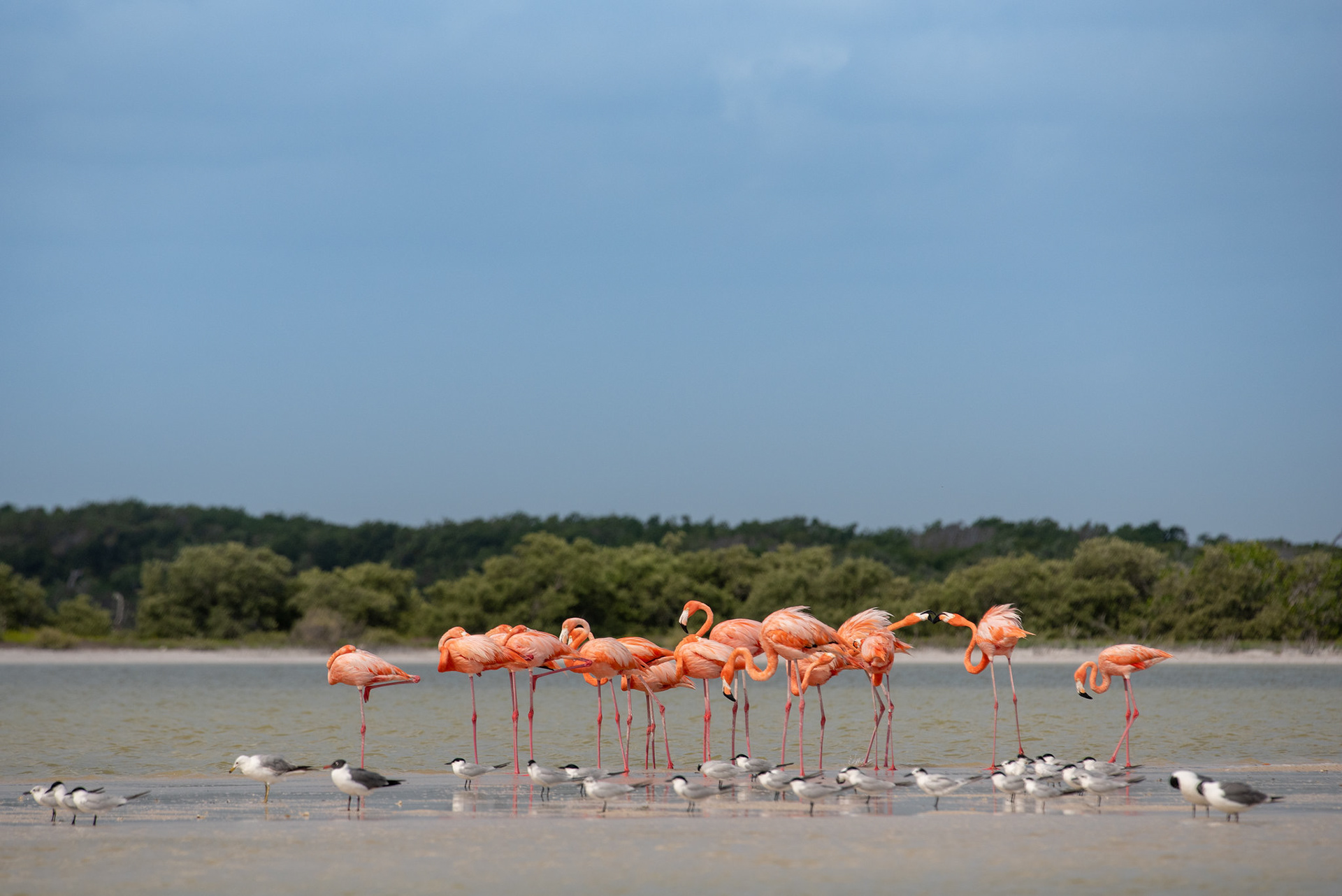 Pink flamencos | © FMCN - Paulina Cerna