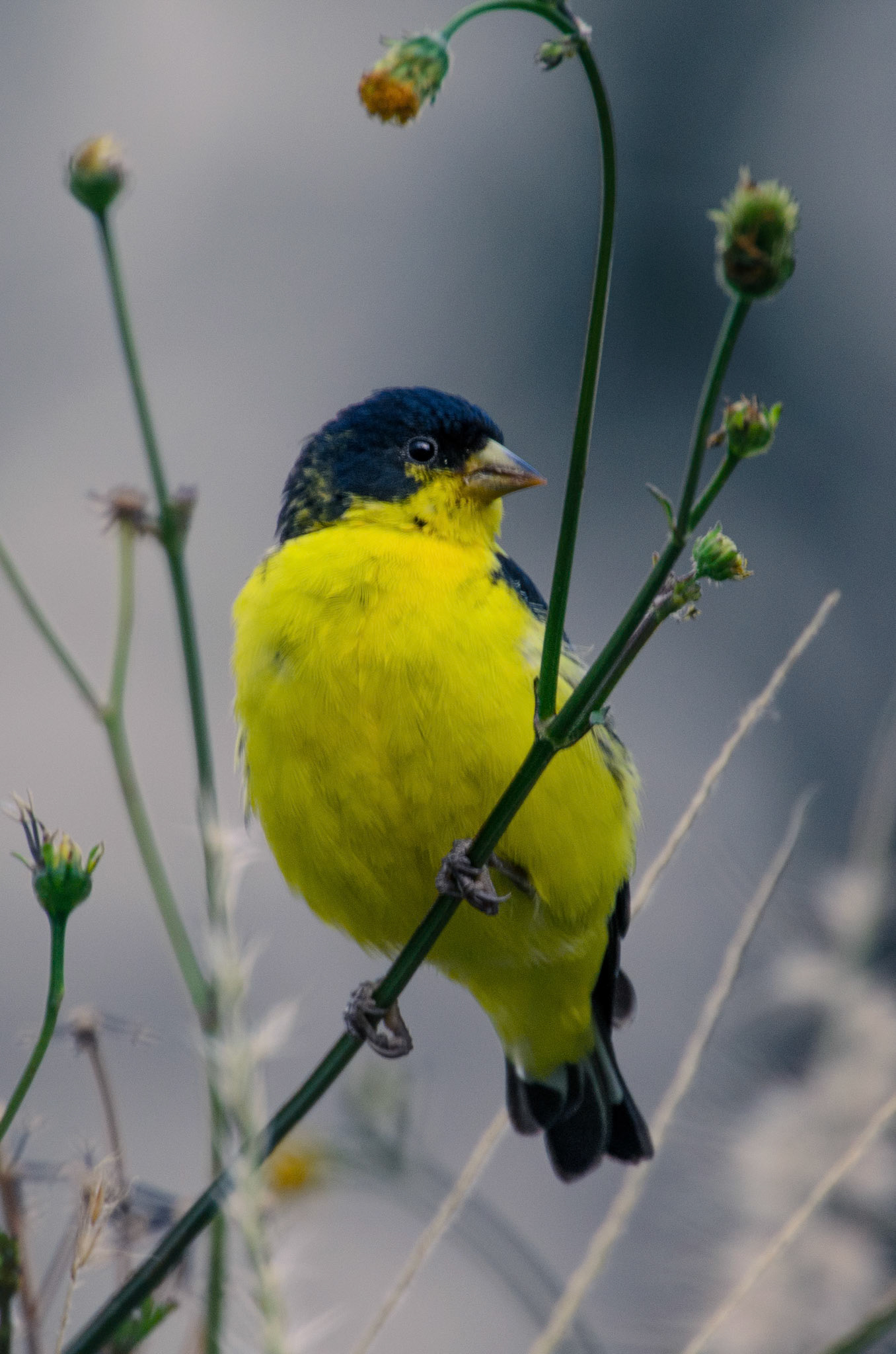 Lesser Goldfinch (Spinus psaltria)
