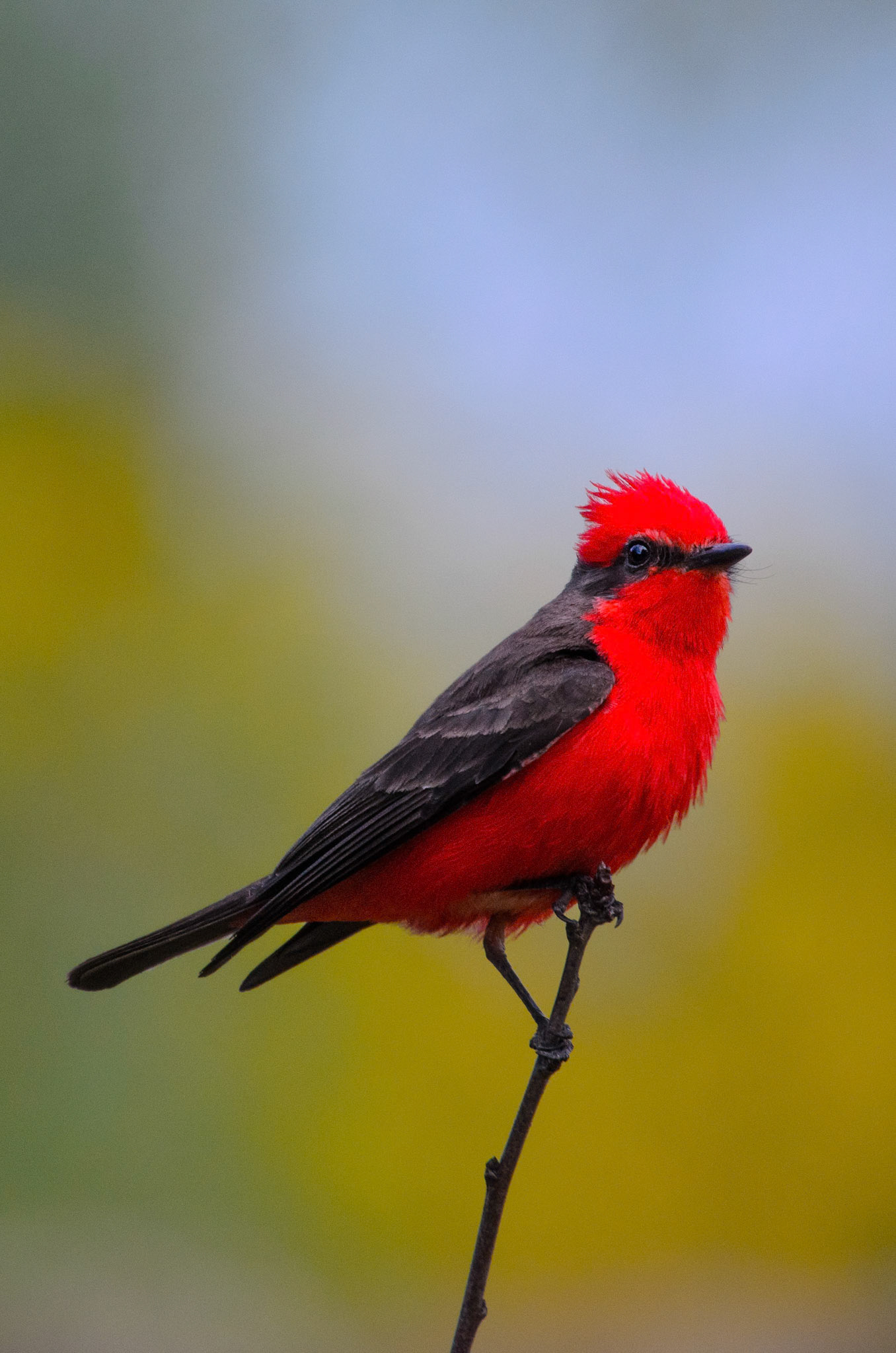 Vermilion Flycatcher (Pyrocephalus rubinus) male