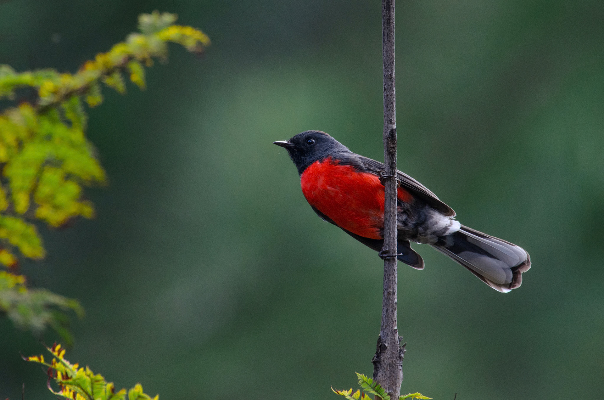Slate-throated Redstart (Myioborus miniatus)