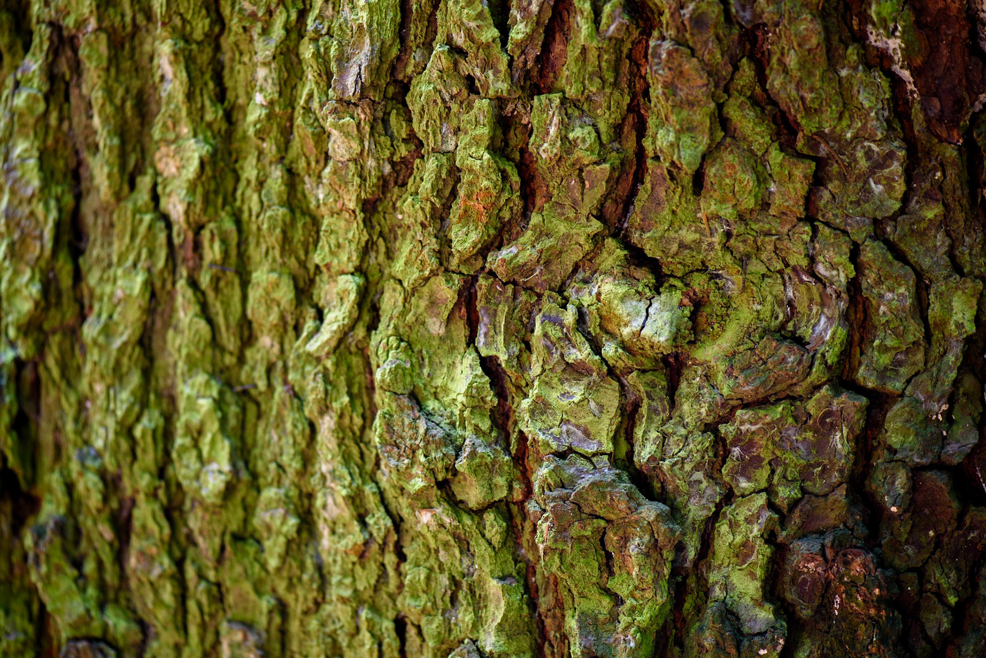 Tree, Desierto de los Leones, Mexico