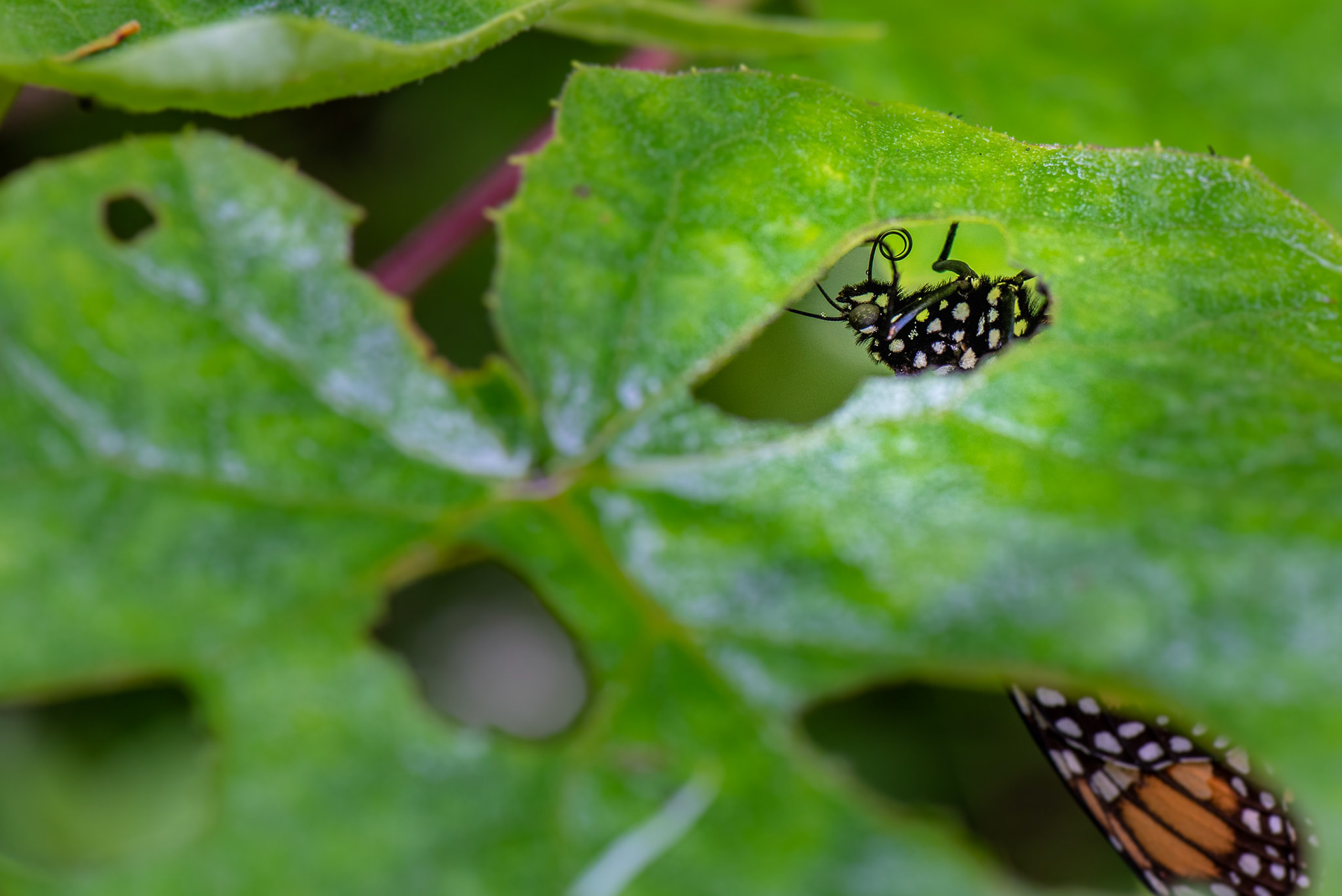 monarch butterfly | © Paulina Cerna