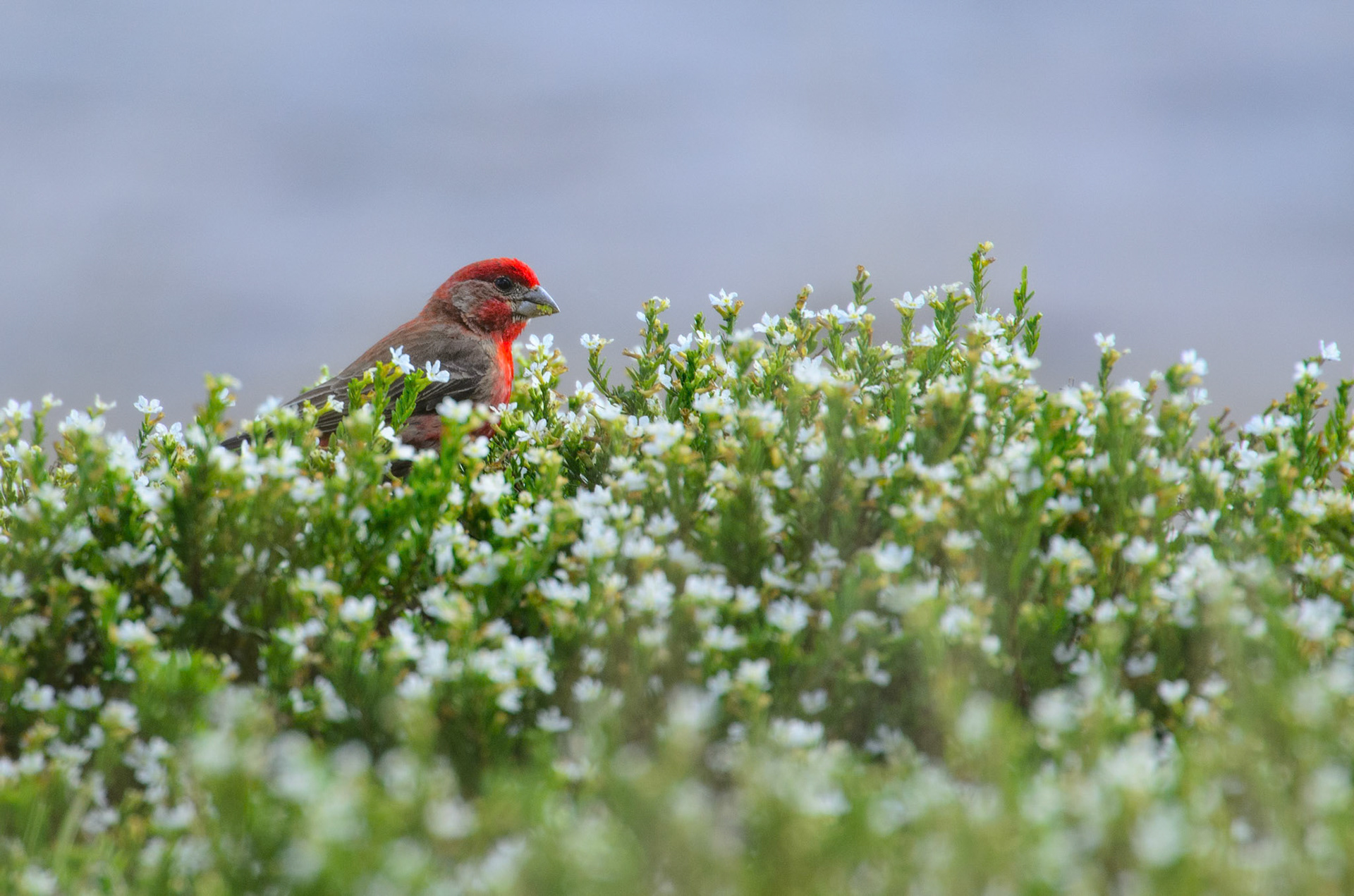 House Finch (Haemorhous mexicanus)