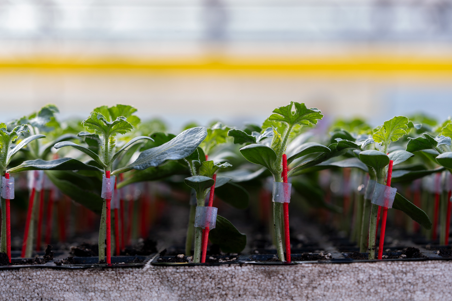 Tarım Firması Fotoğraf Çekimi @ANTALYA