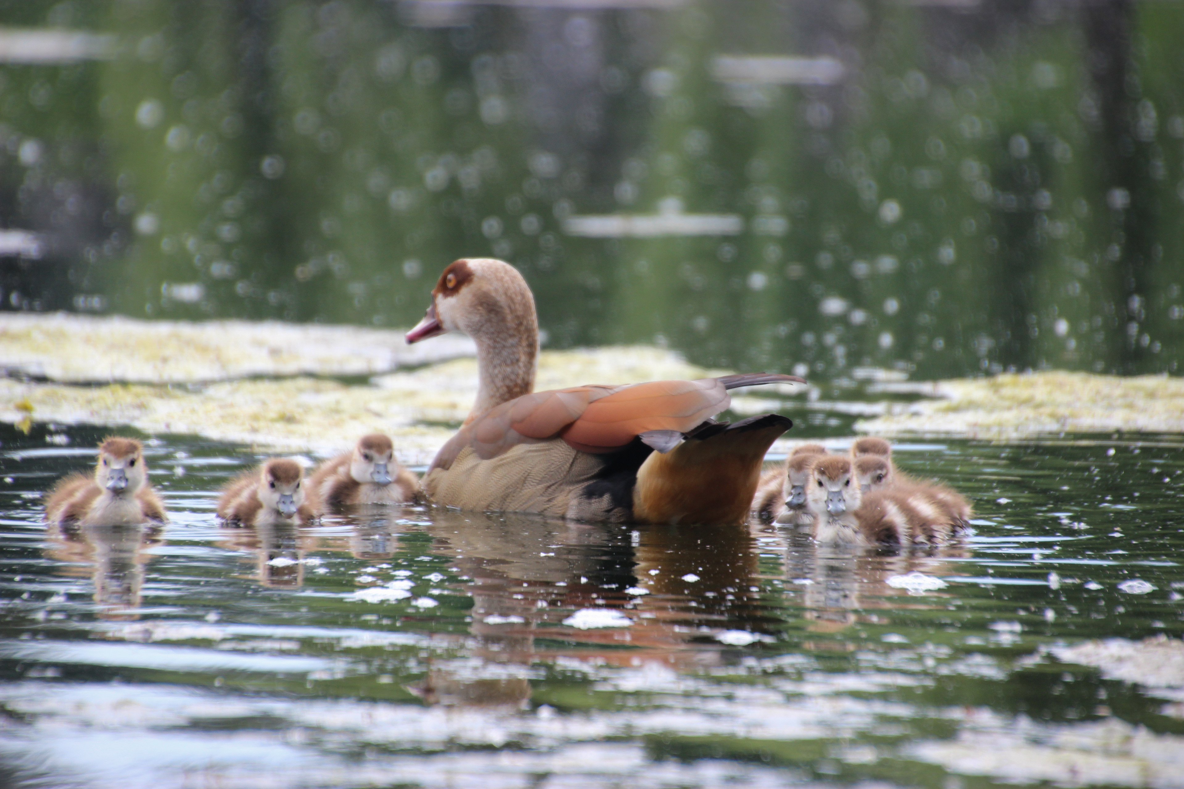 oh i LOVE ducks btw