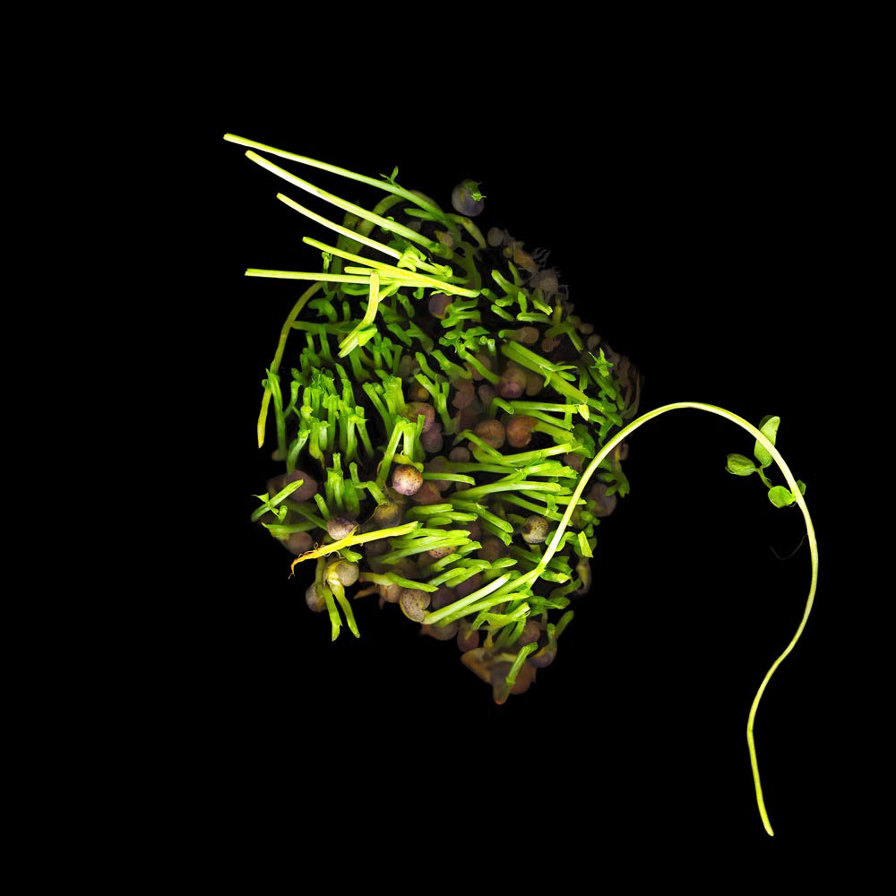 Roots 2
