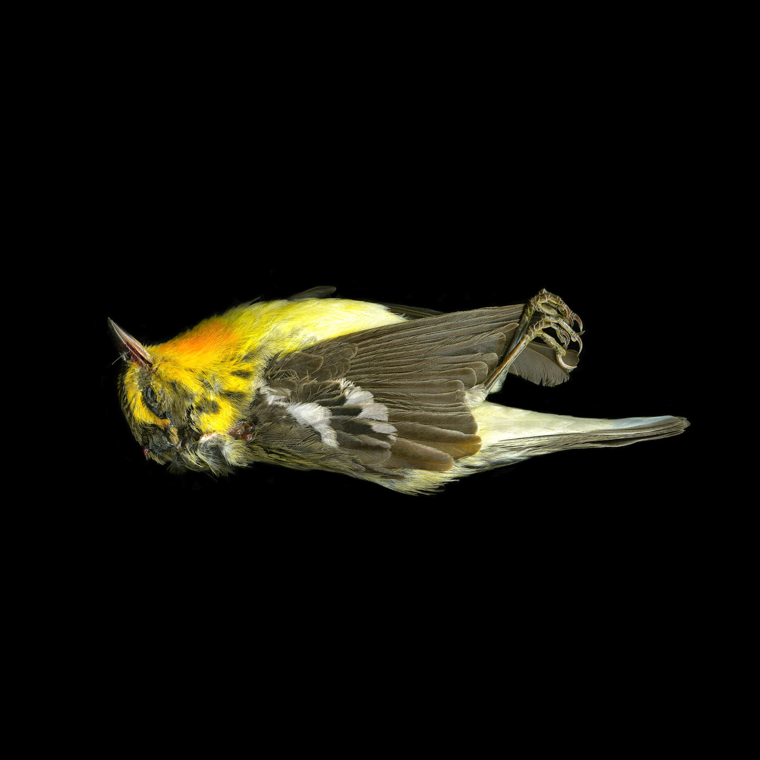 Pine Warbler