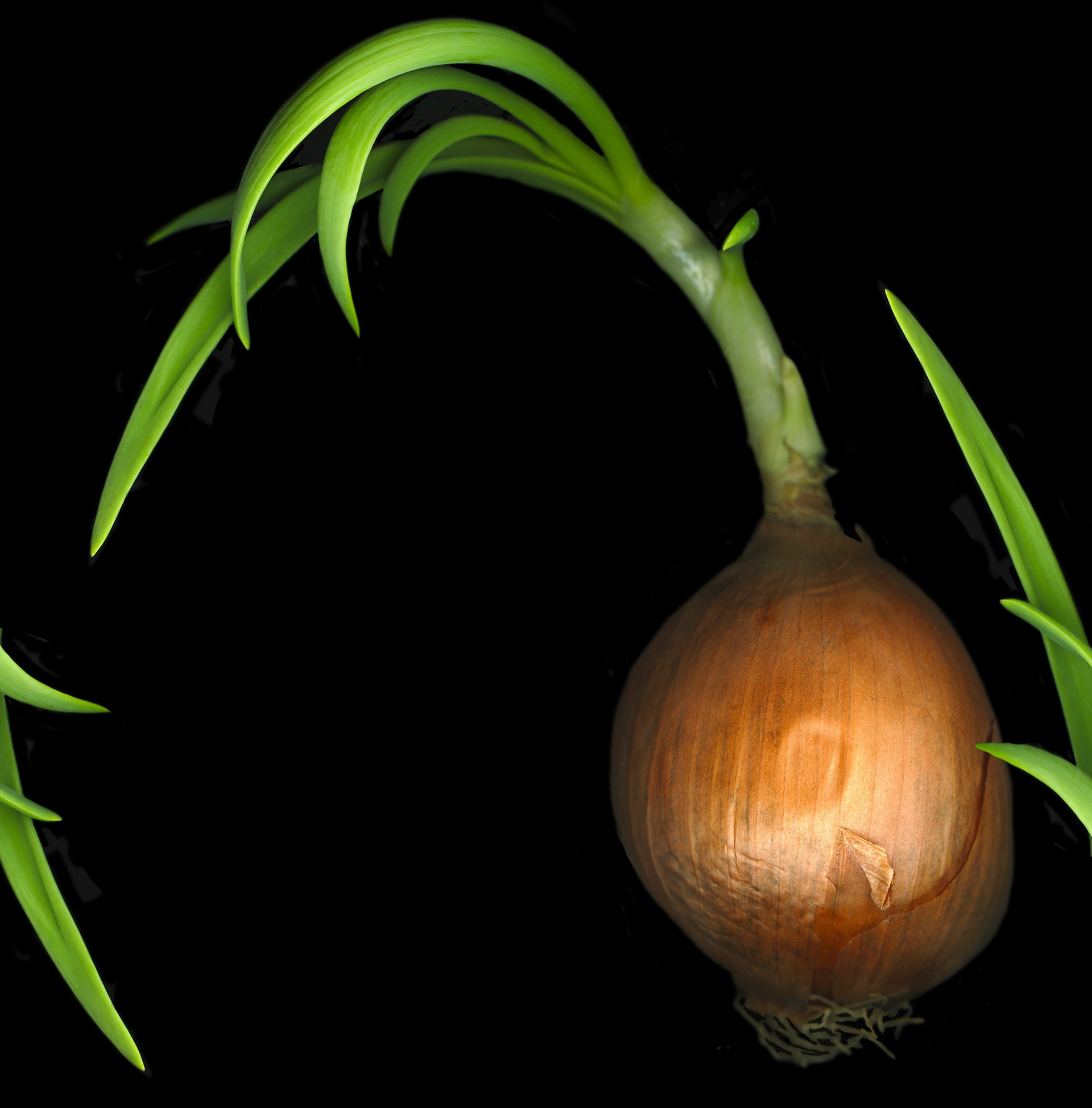 Onion