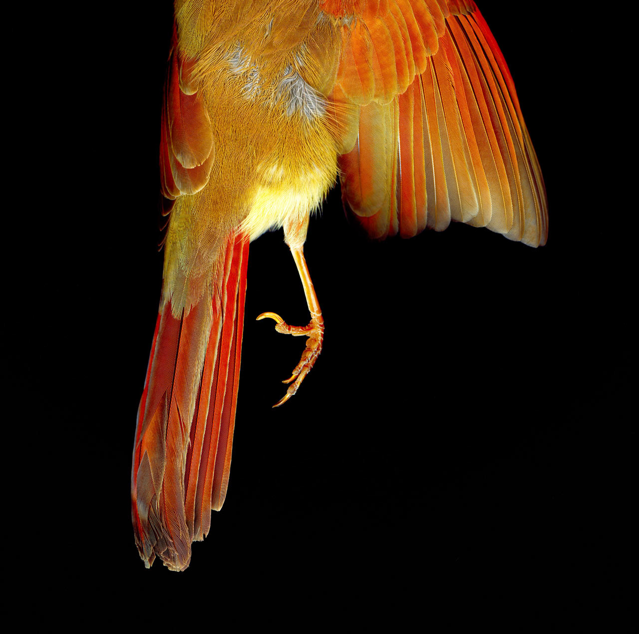 Cardinal Foot