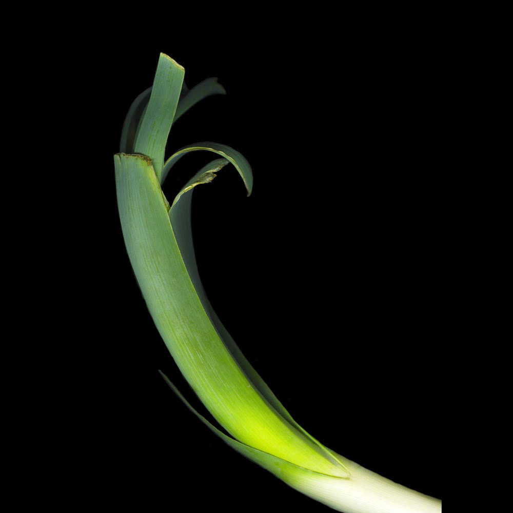 Leek