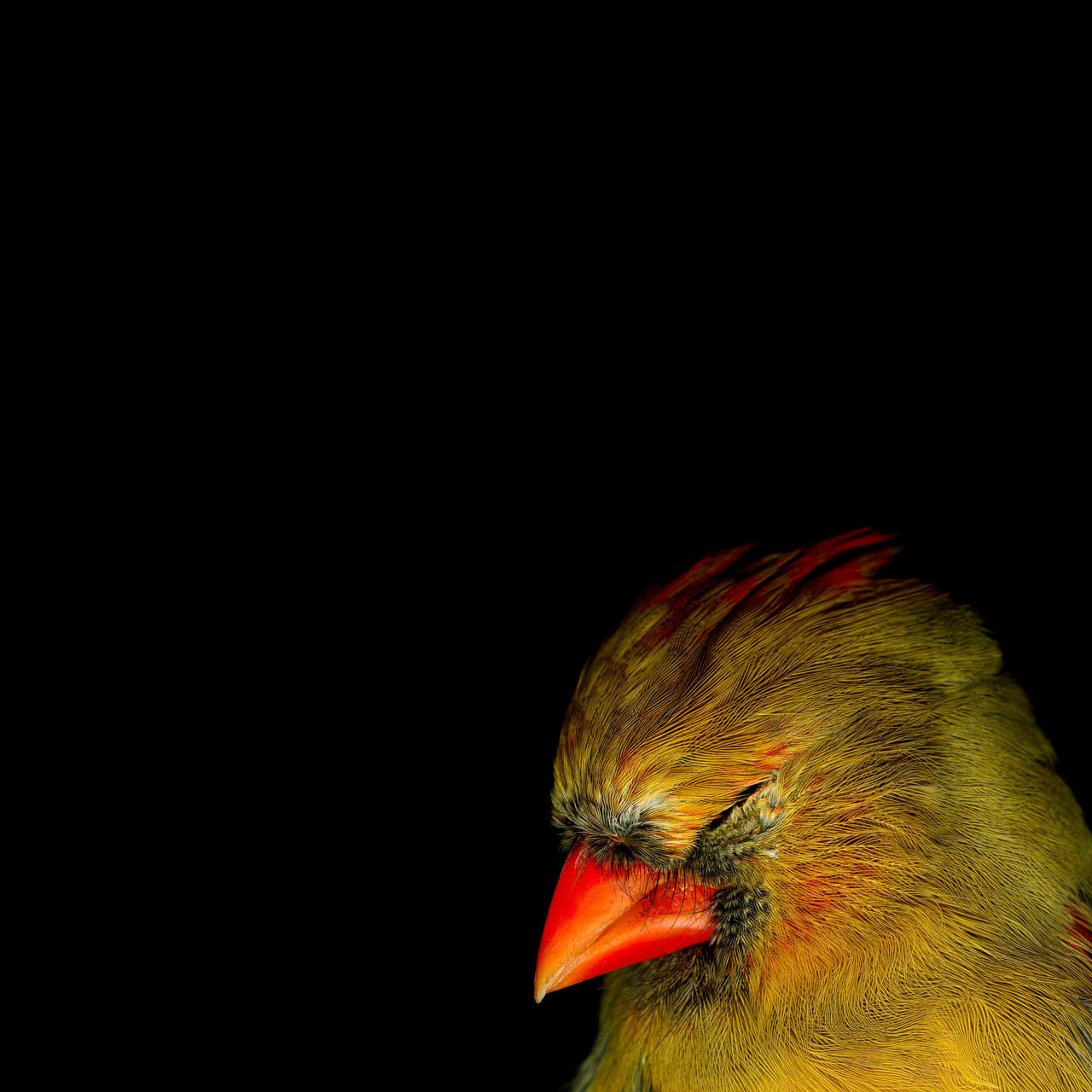 Cardinal Head 1
