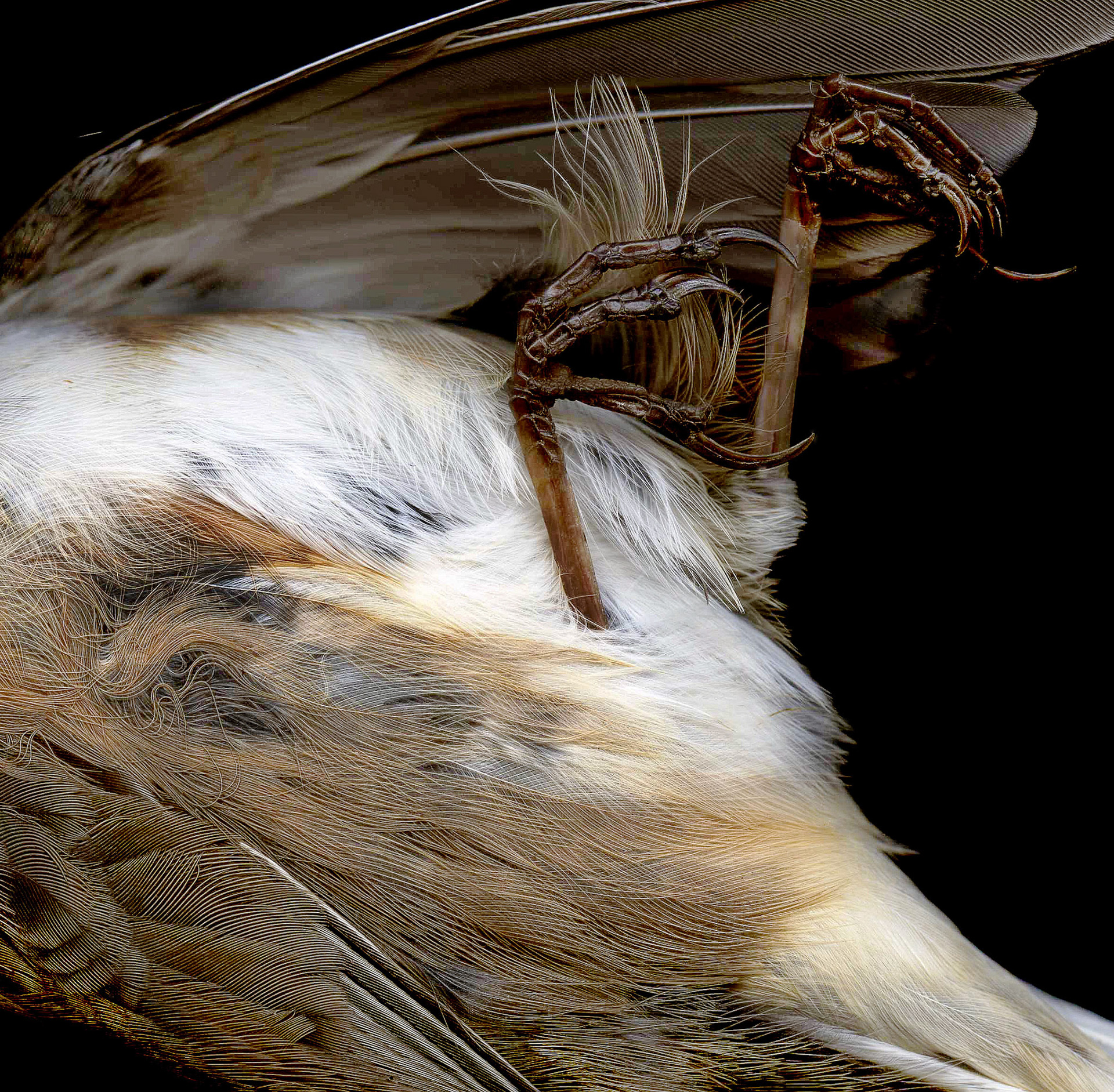 Junco 2