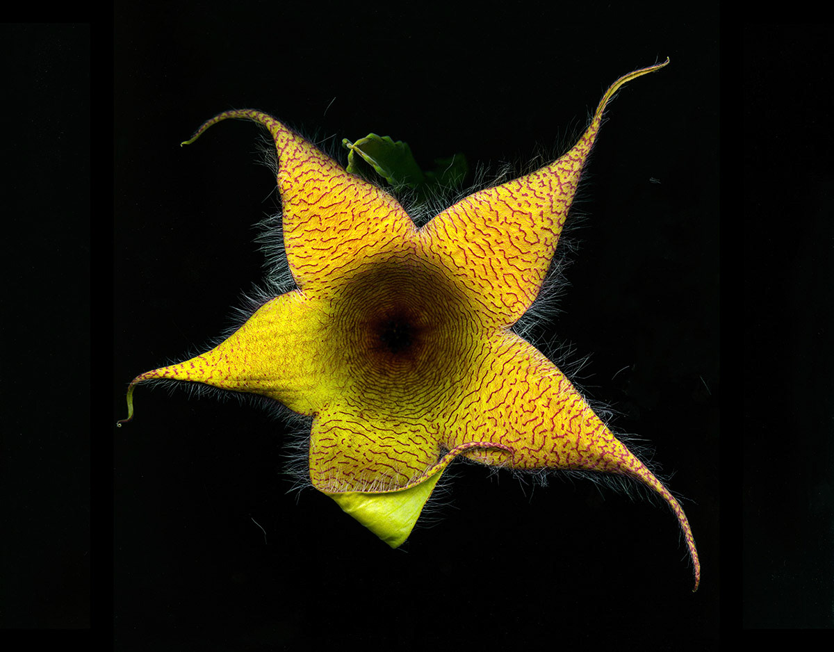 Exotic  Flower 3