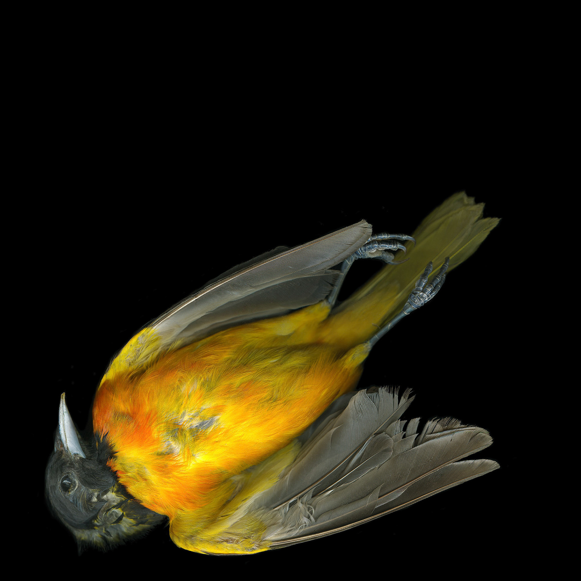 Baltamore Oriole