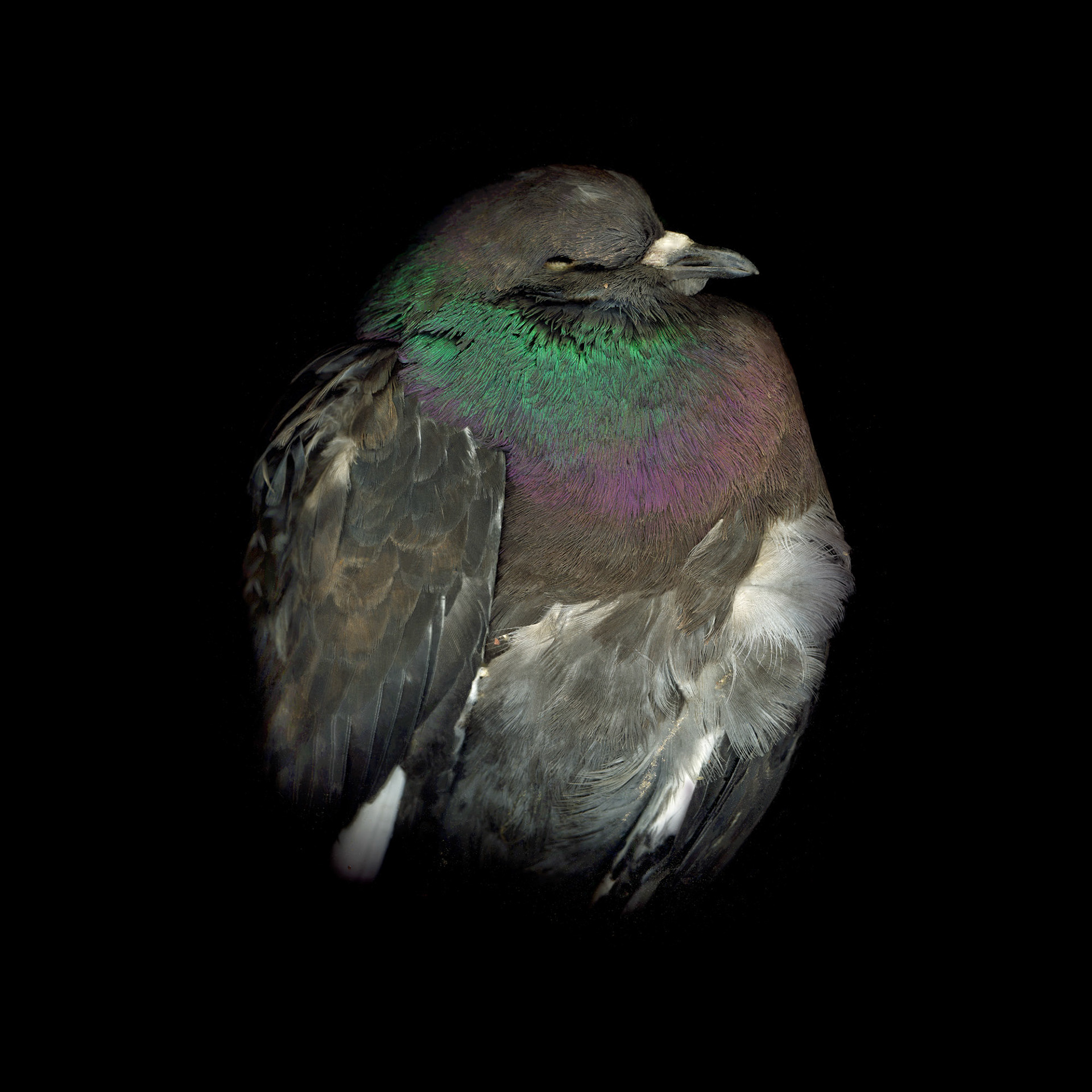 Pigeon with Gravel