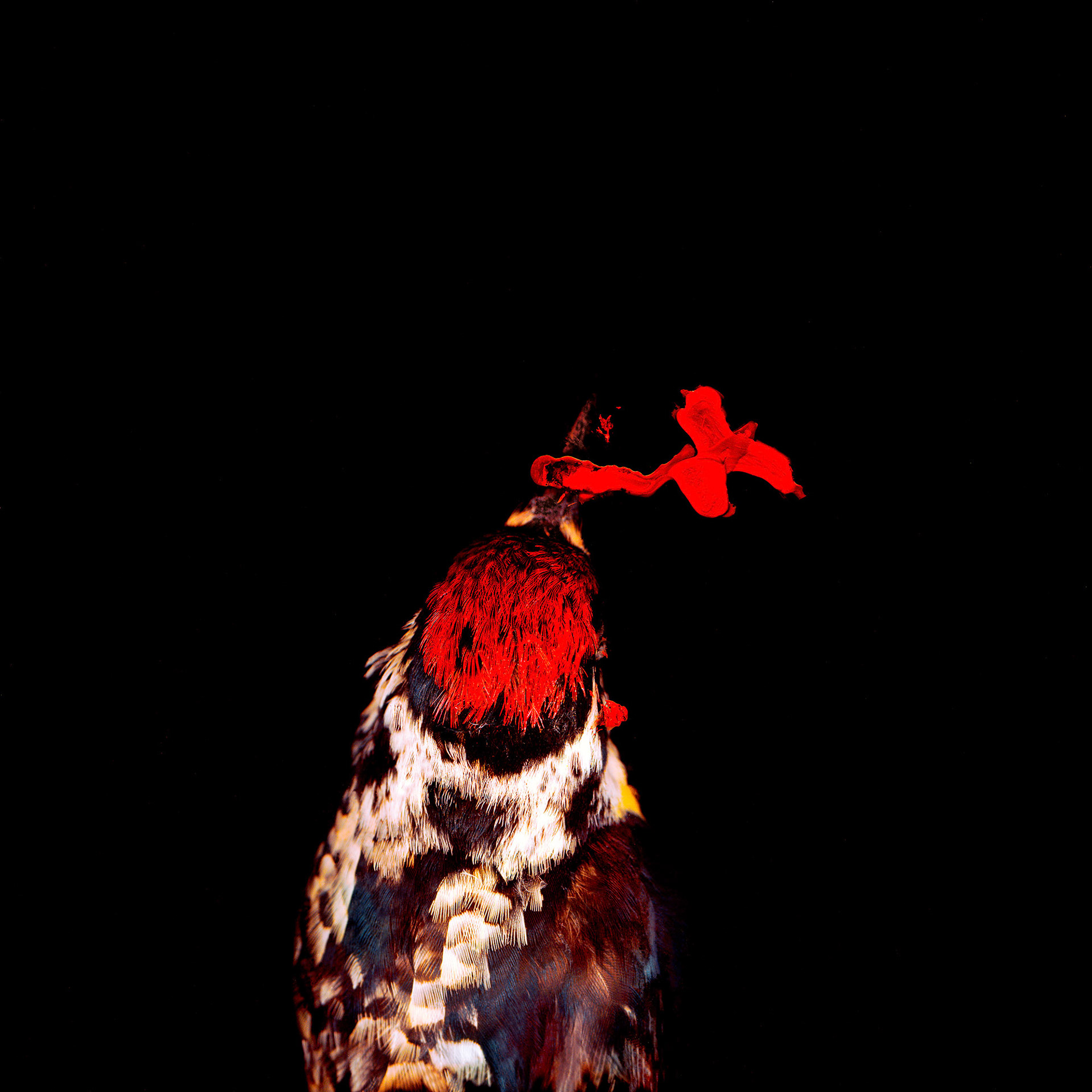 Bird Head with Blood