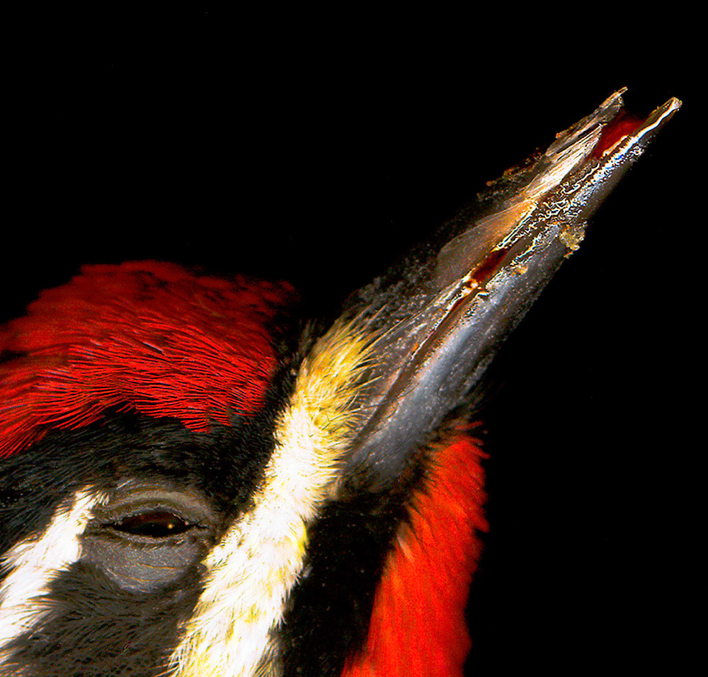 Bird Head