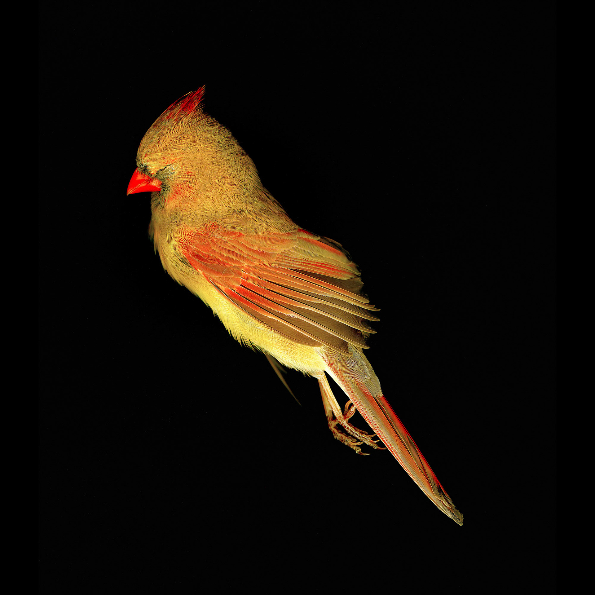 Female Cardinal