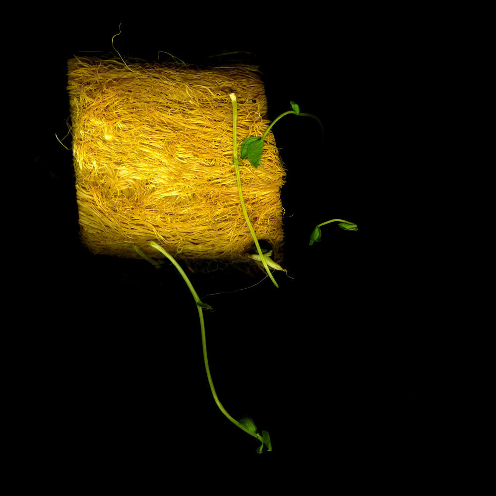 Pea Tendril Roots