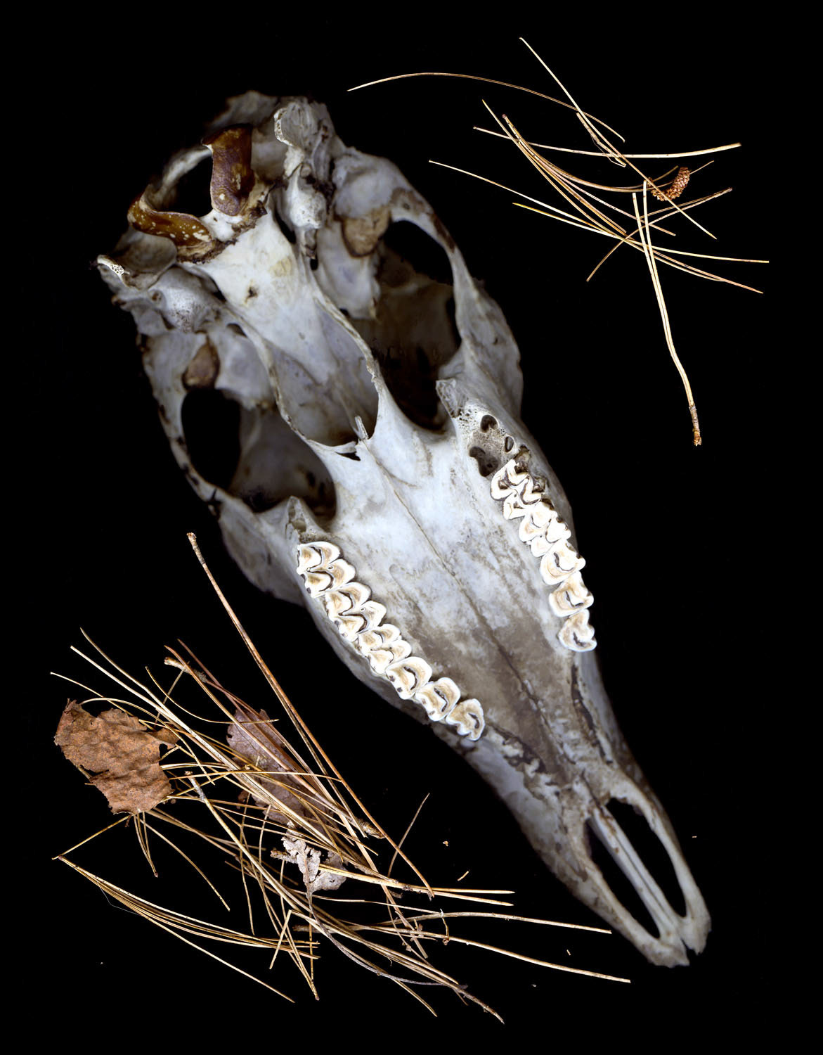 Deer Skull With Teeth