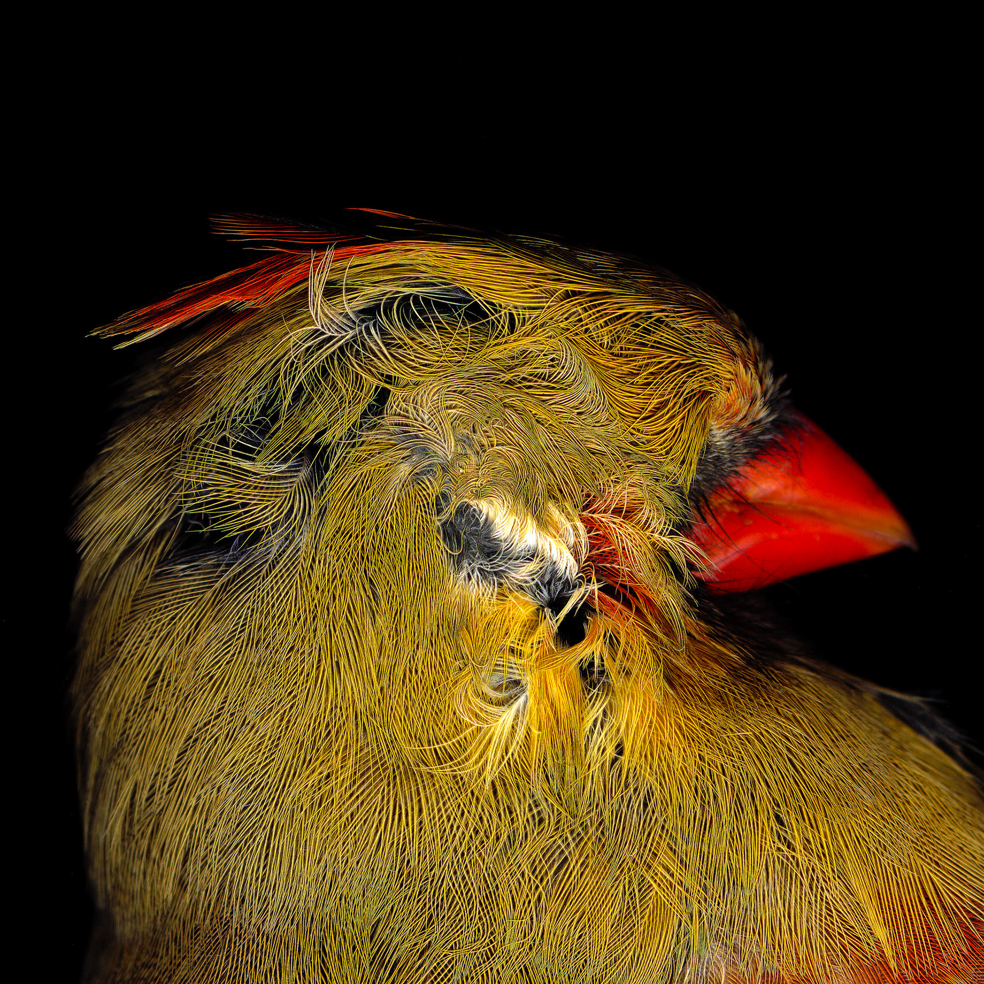 Cardinal Head 2