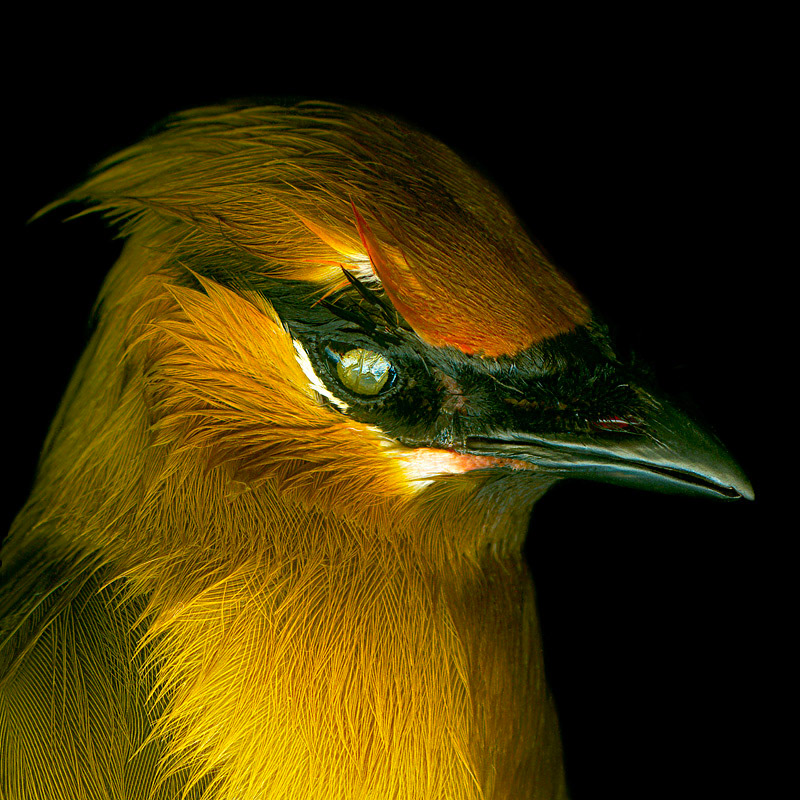Waxwing Male