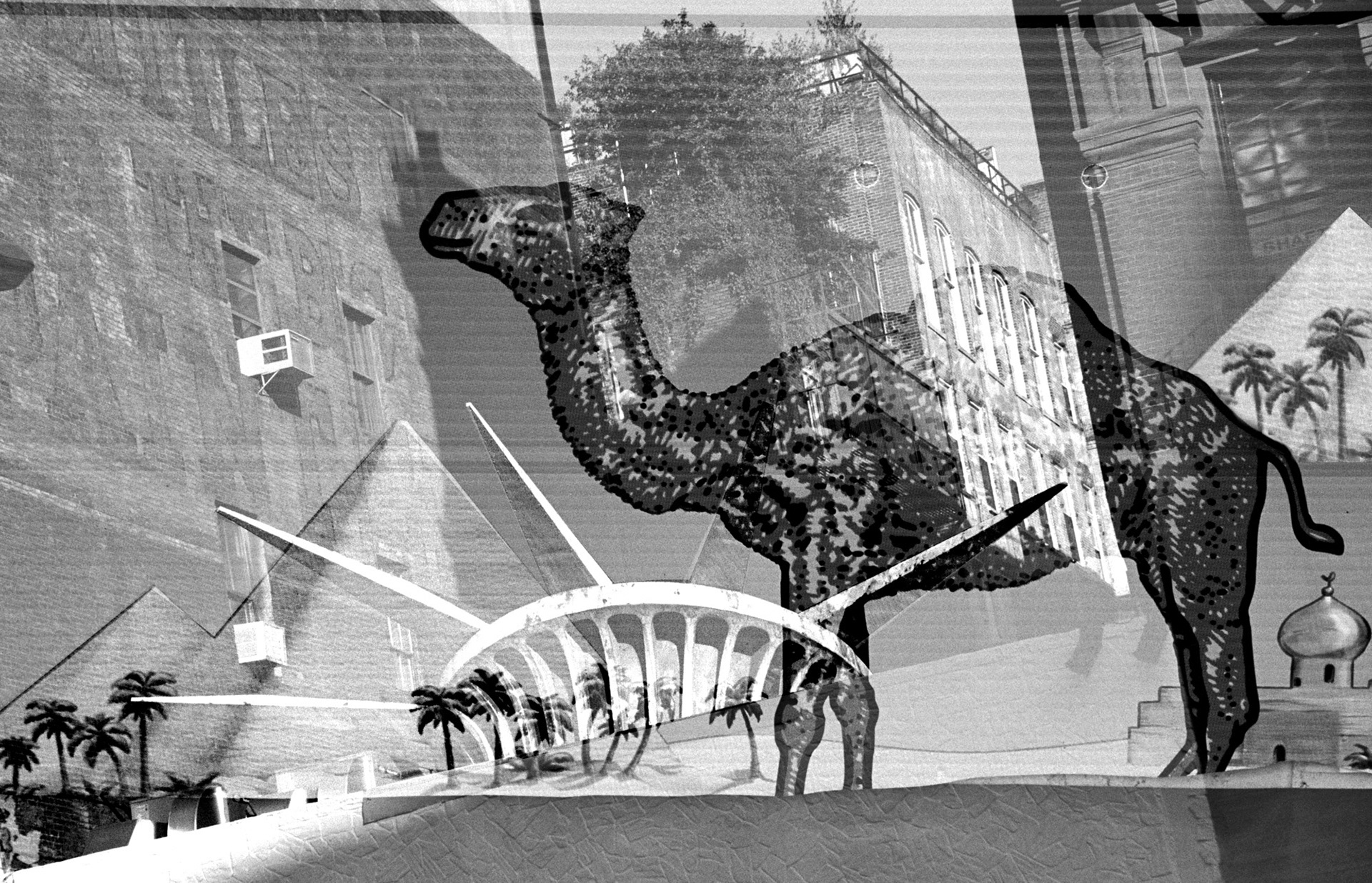 Liberty Camel