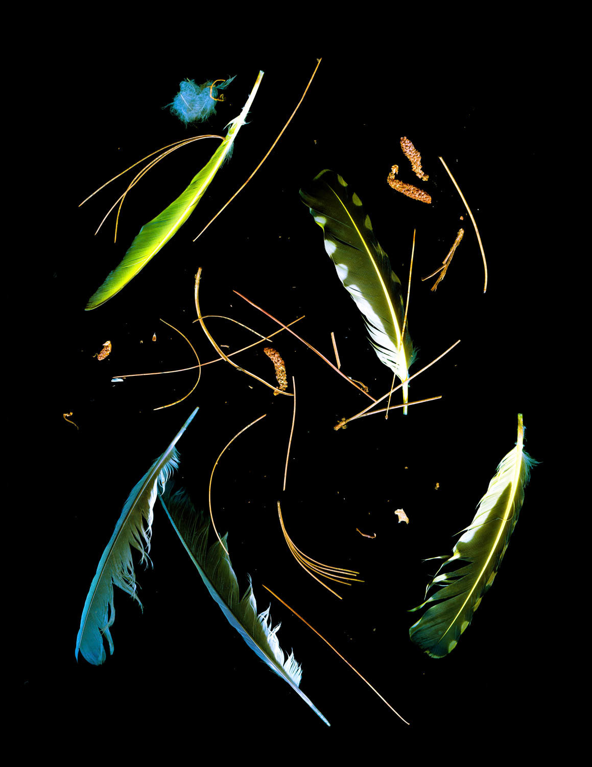 Pine Needles and Feathers