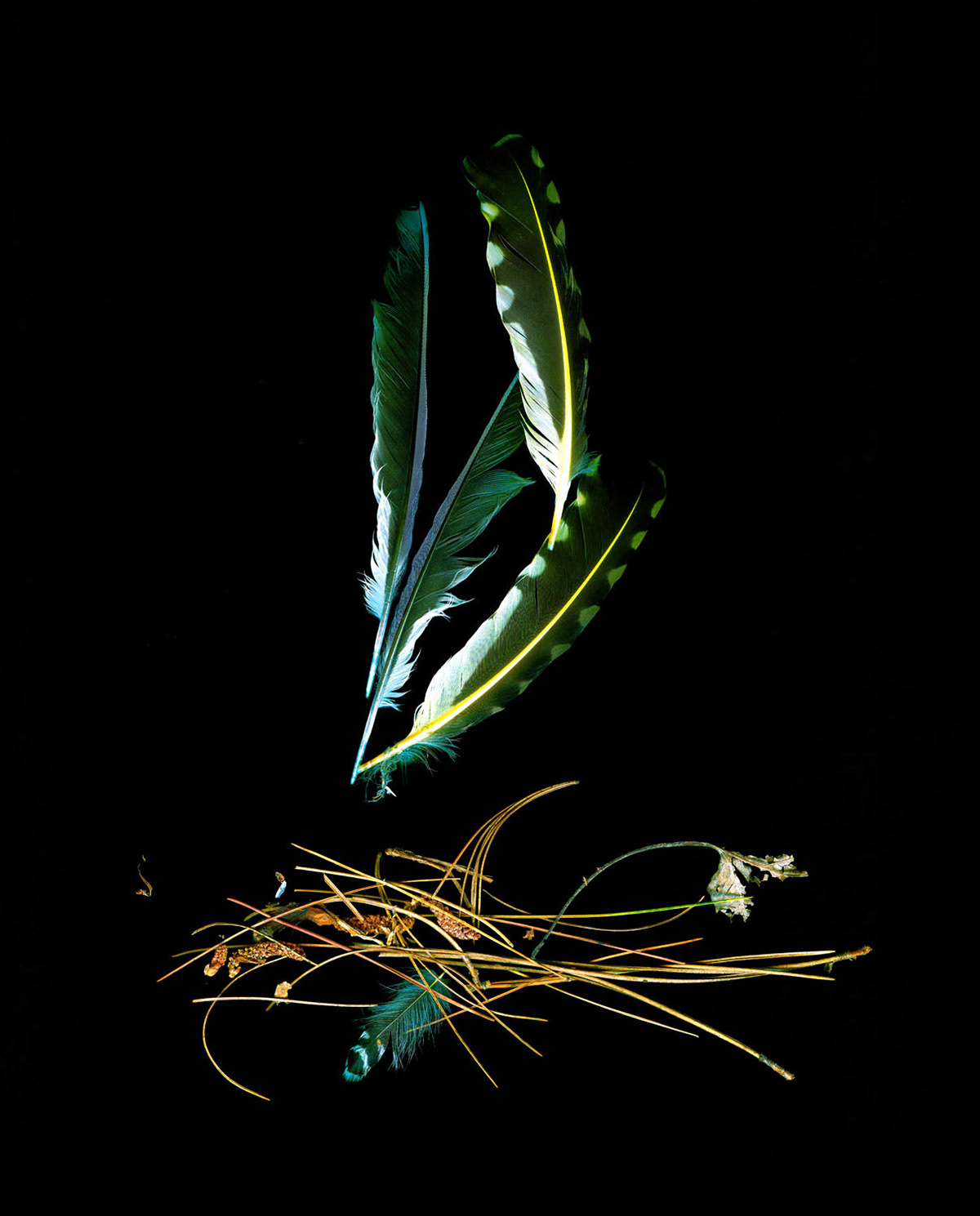 Three Feathers and Pine Needles