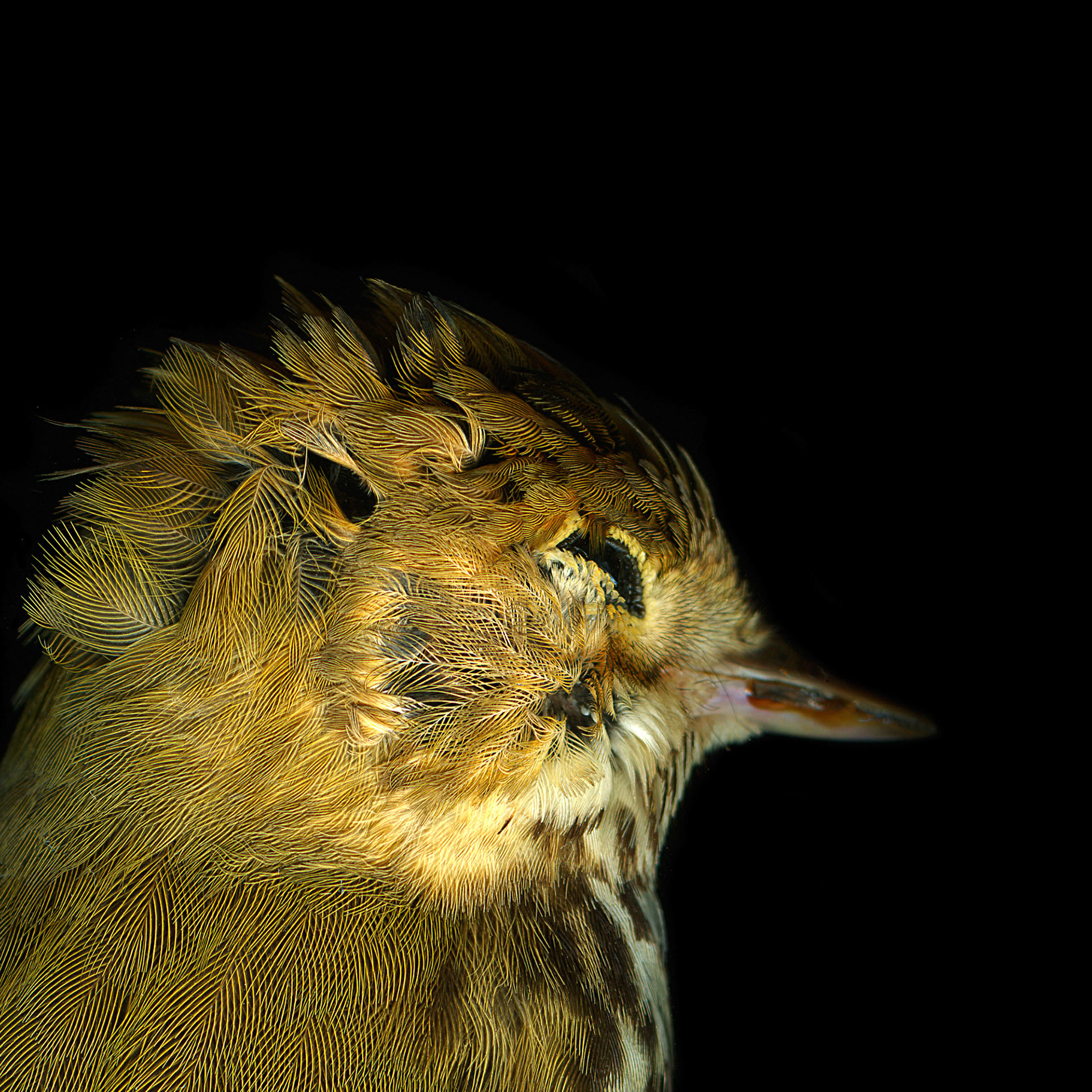Sparrow Spotted Head