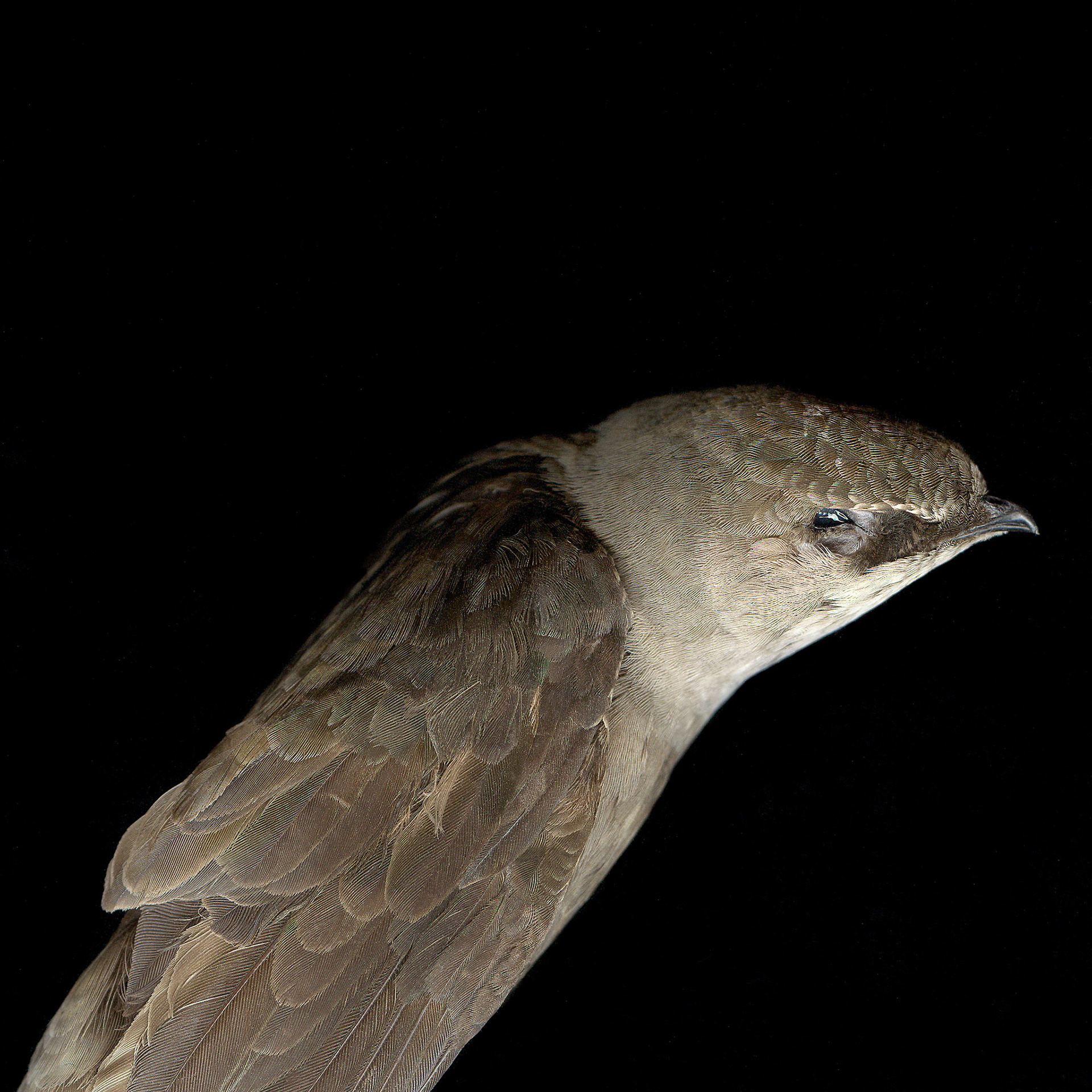 Chimney Swift