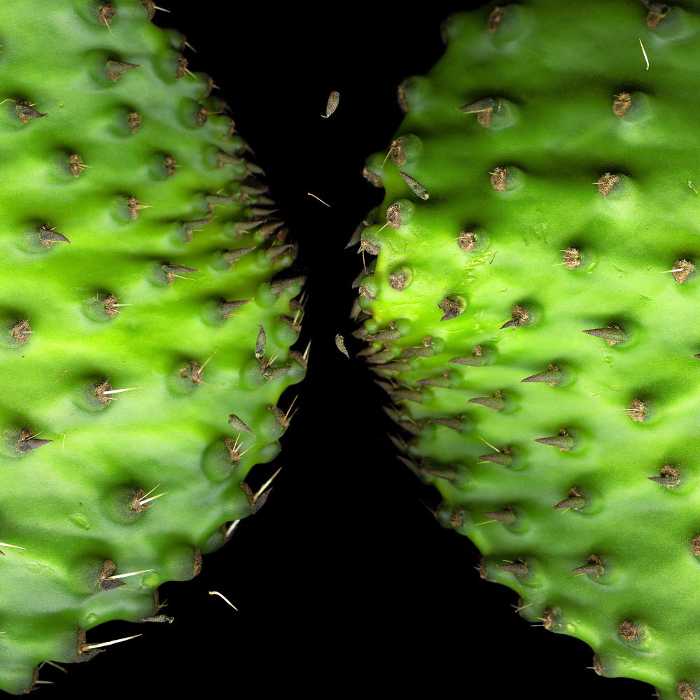 Cactus 2