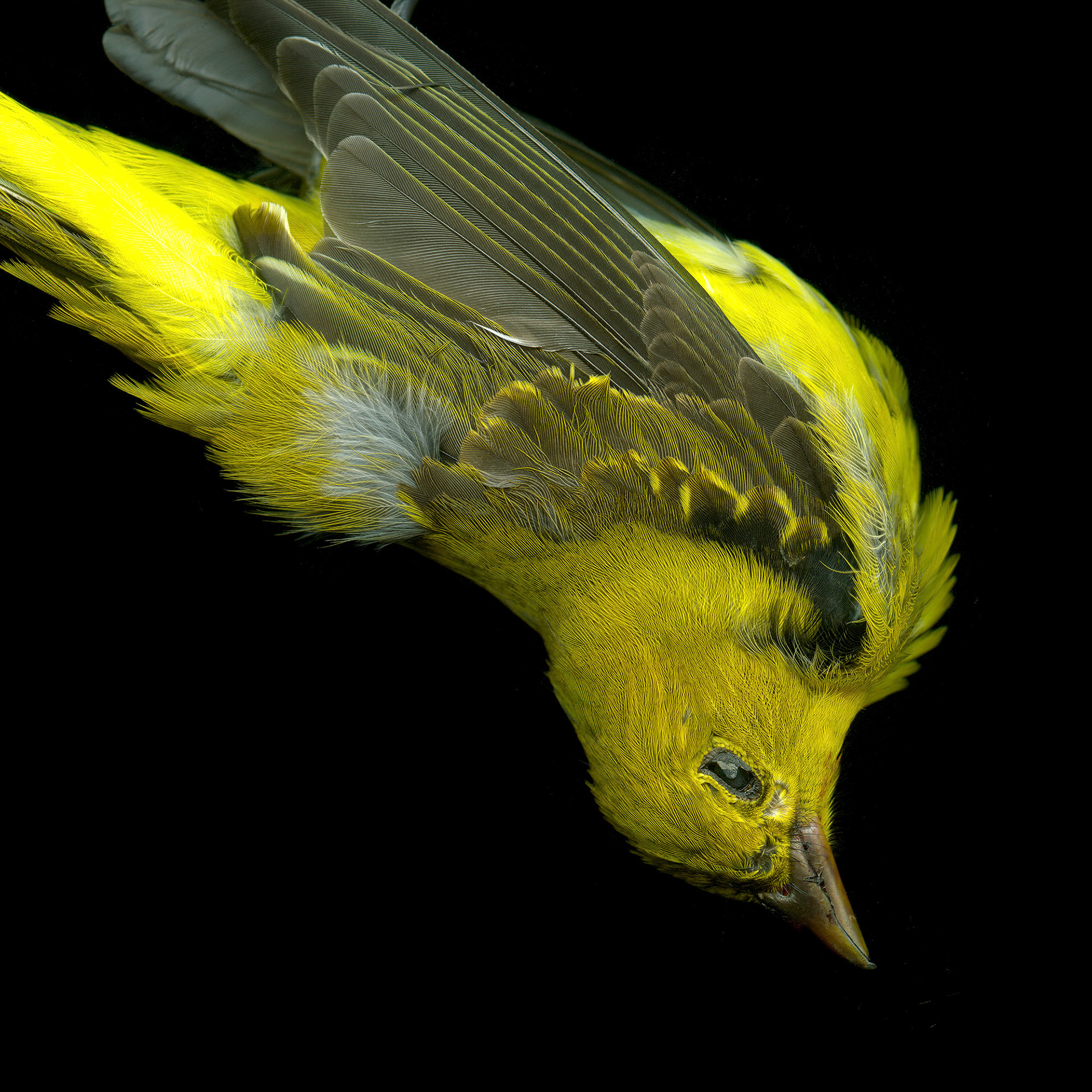 Yellow Bellied Flycatcher