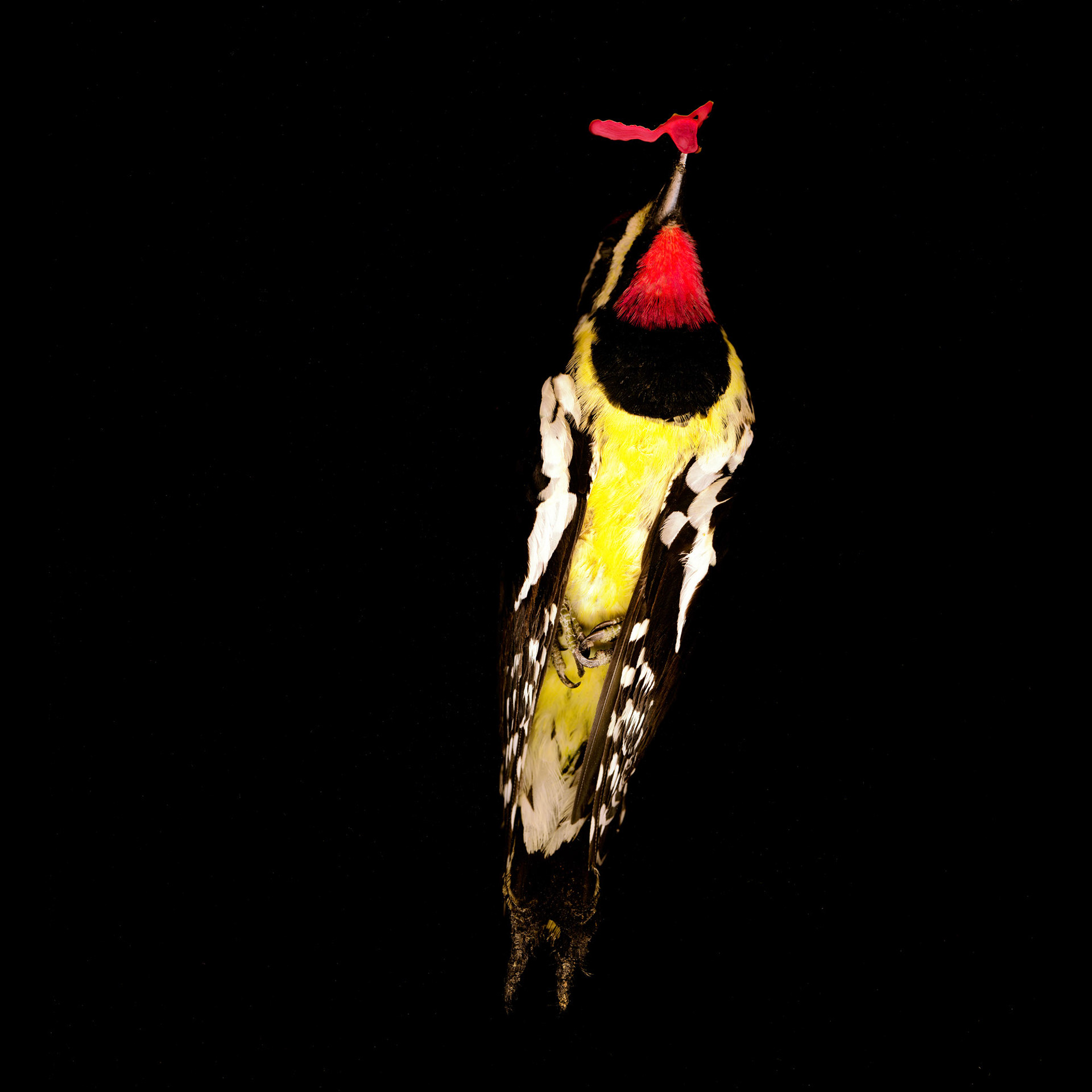 Bird 3 with Blood