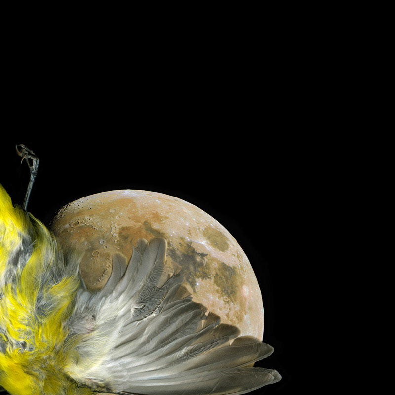 Yellow Bellied Flycatcher Moon