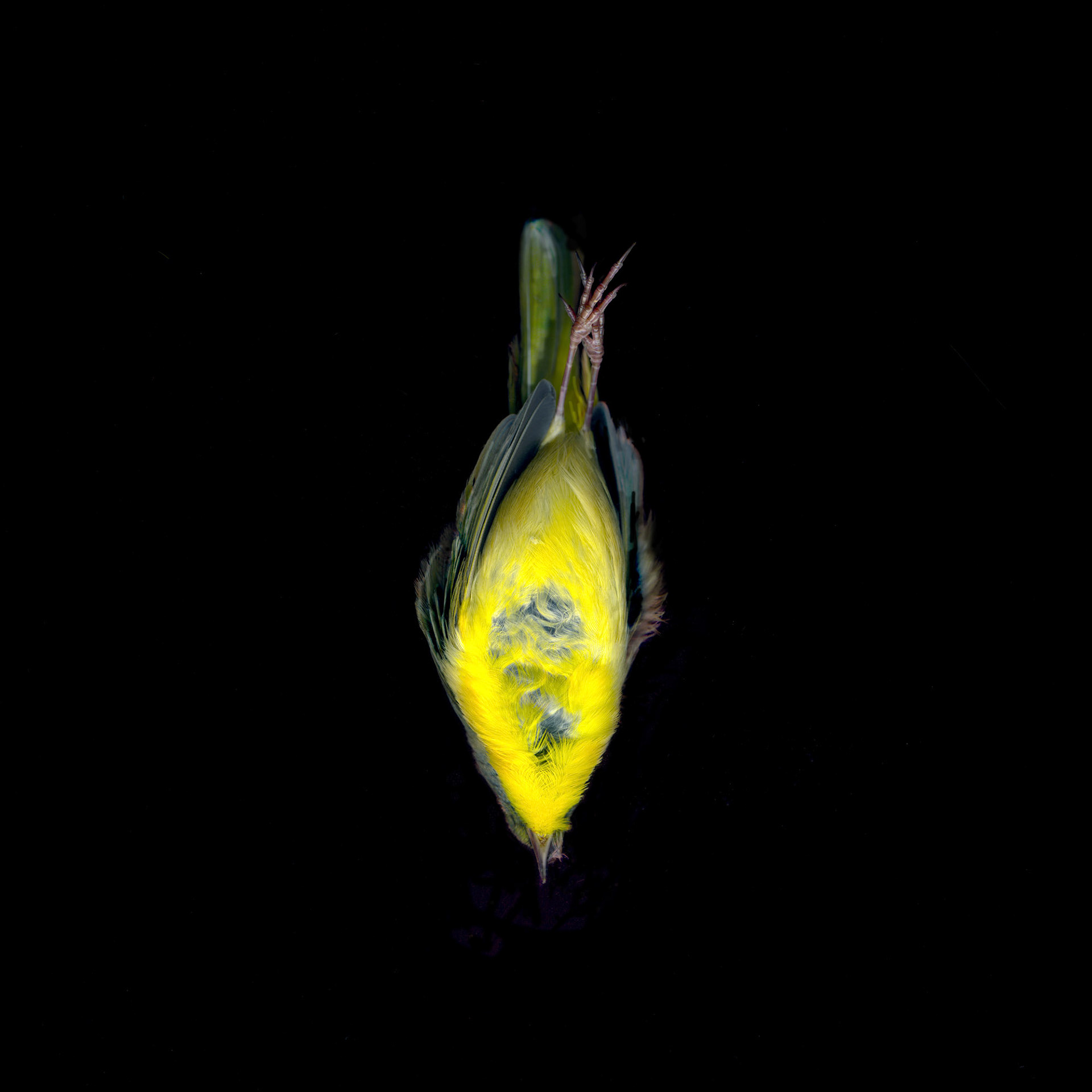 Downward Yellow Bird