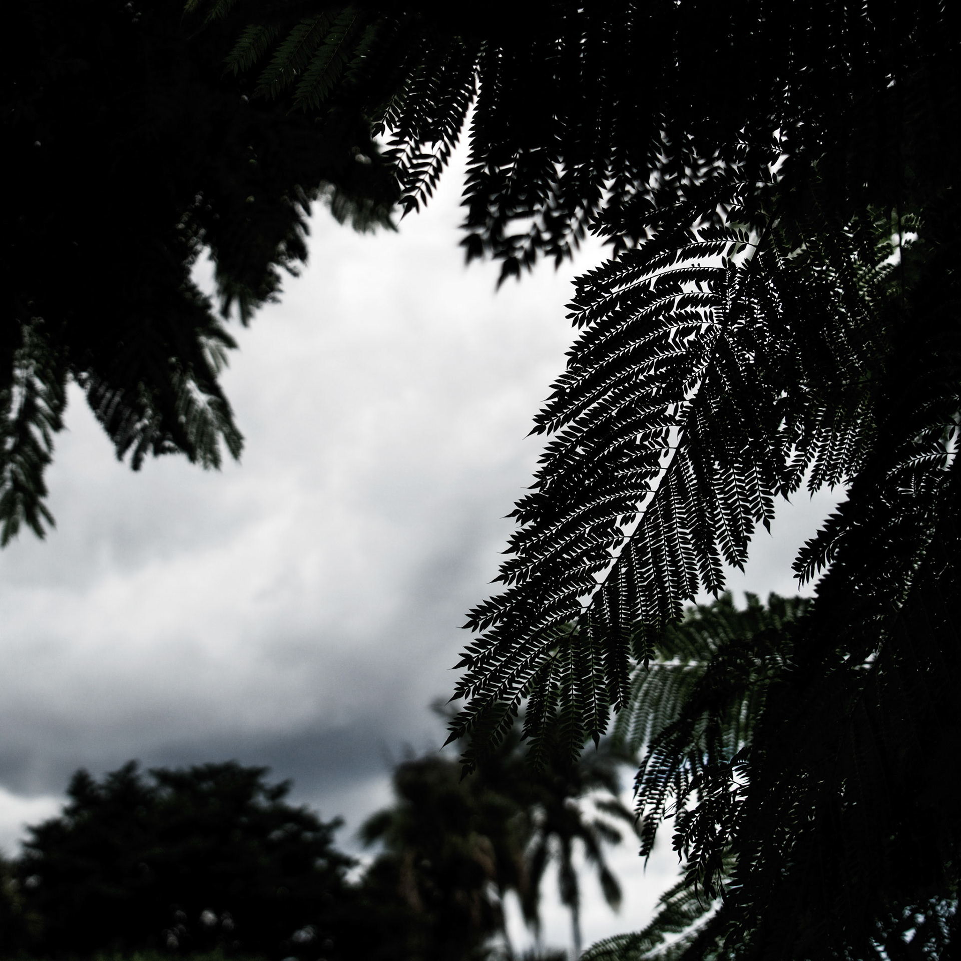 Ferns Frame Sky
