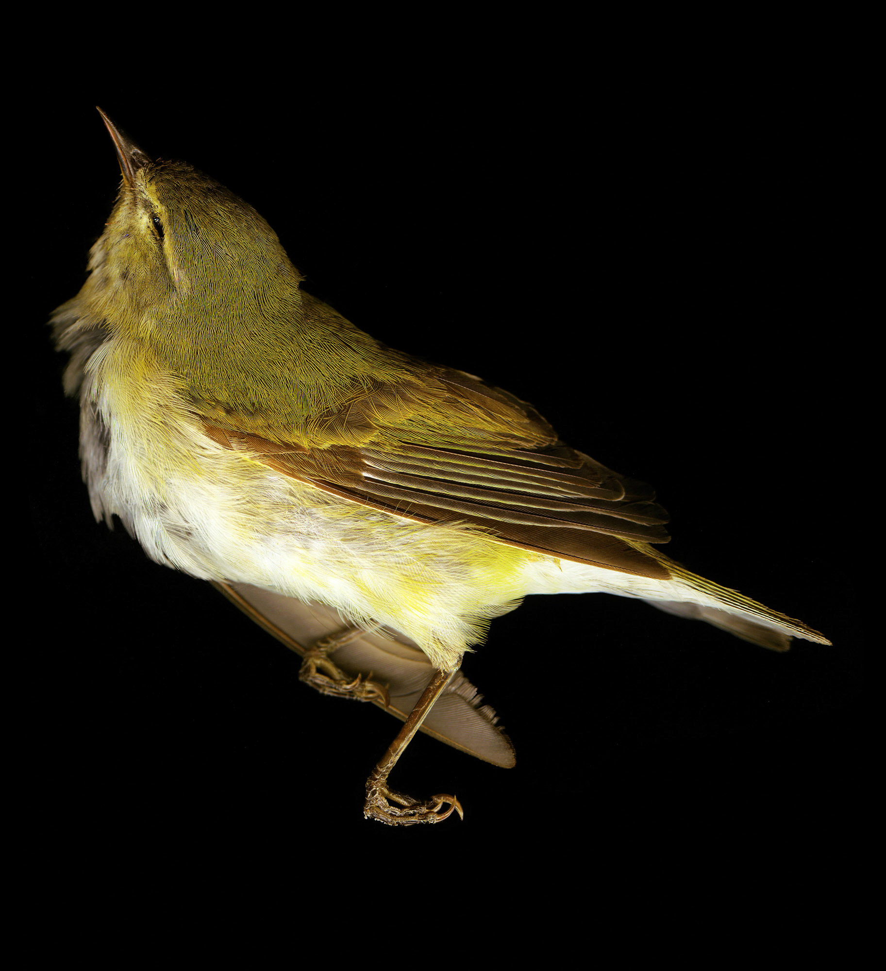 Wren