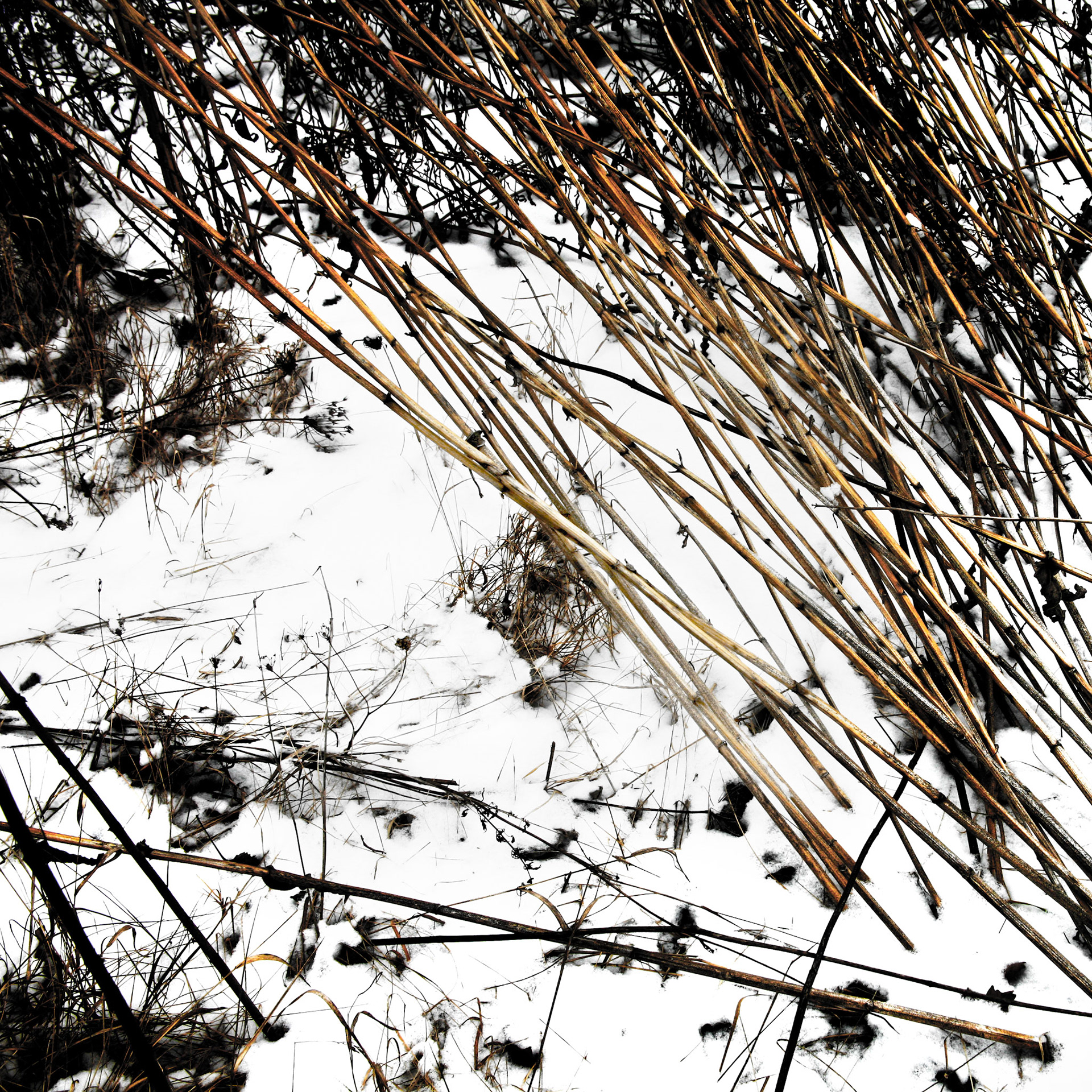 Grass Drawing