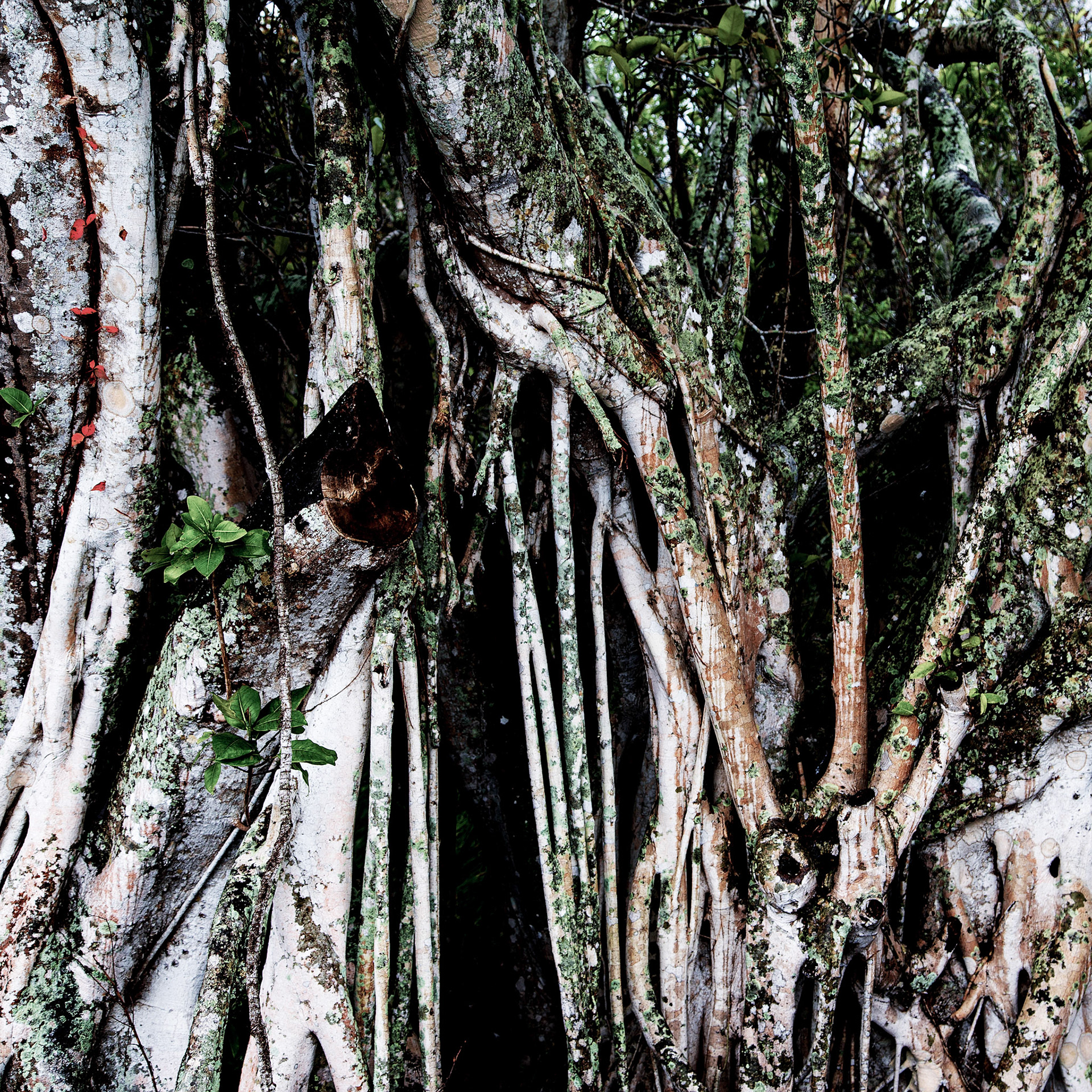 Banyan Tree