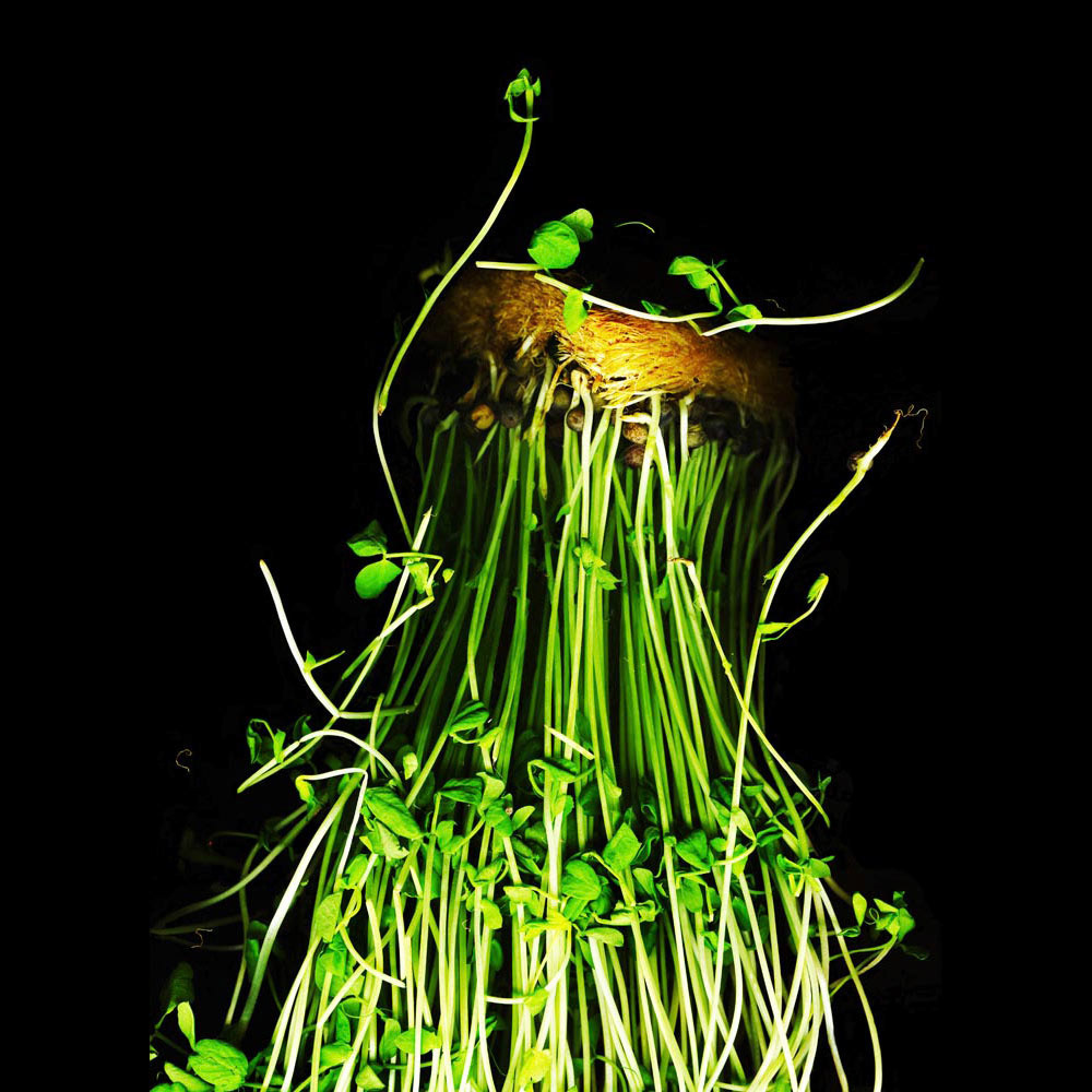 Pea Tendrils