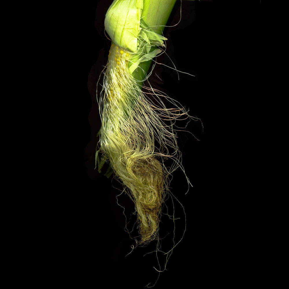 Sweet Corn